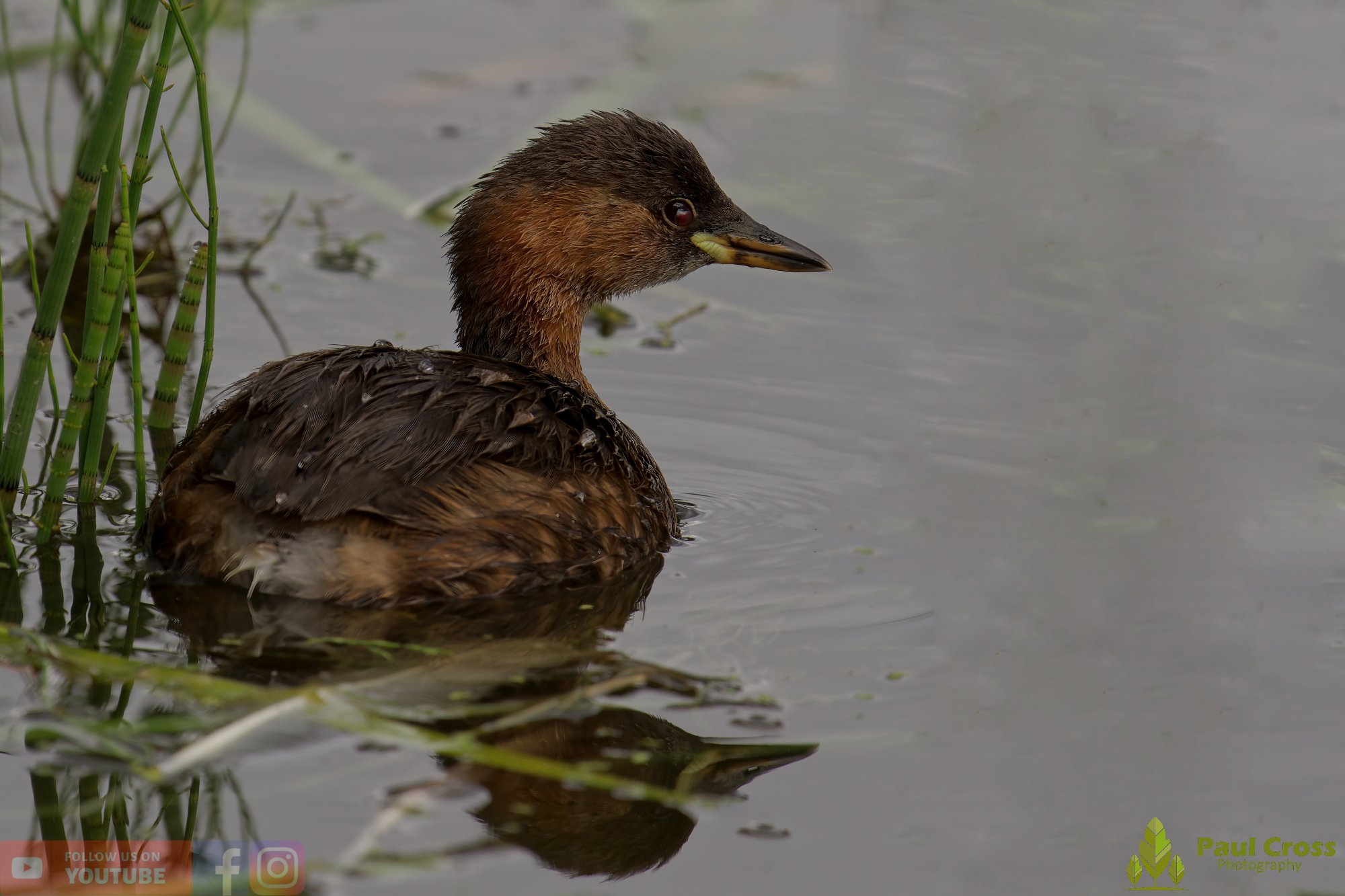 Little Grebe-00187.jpg
