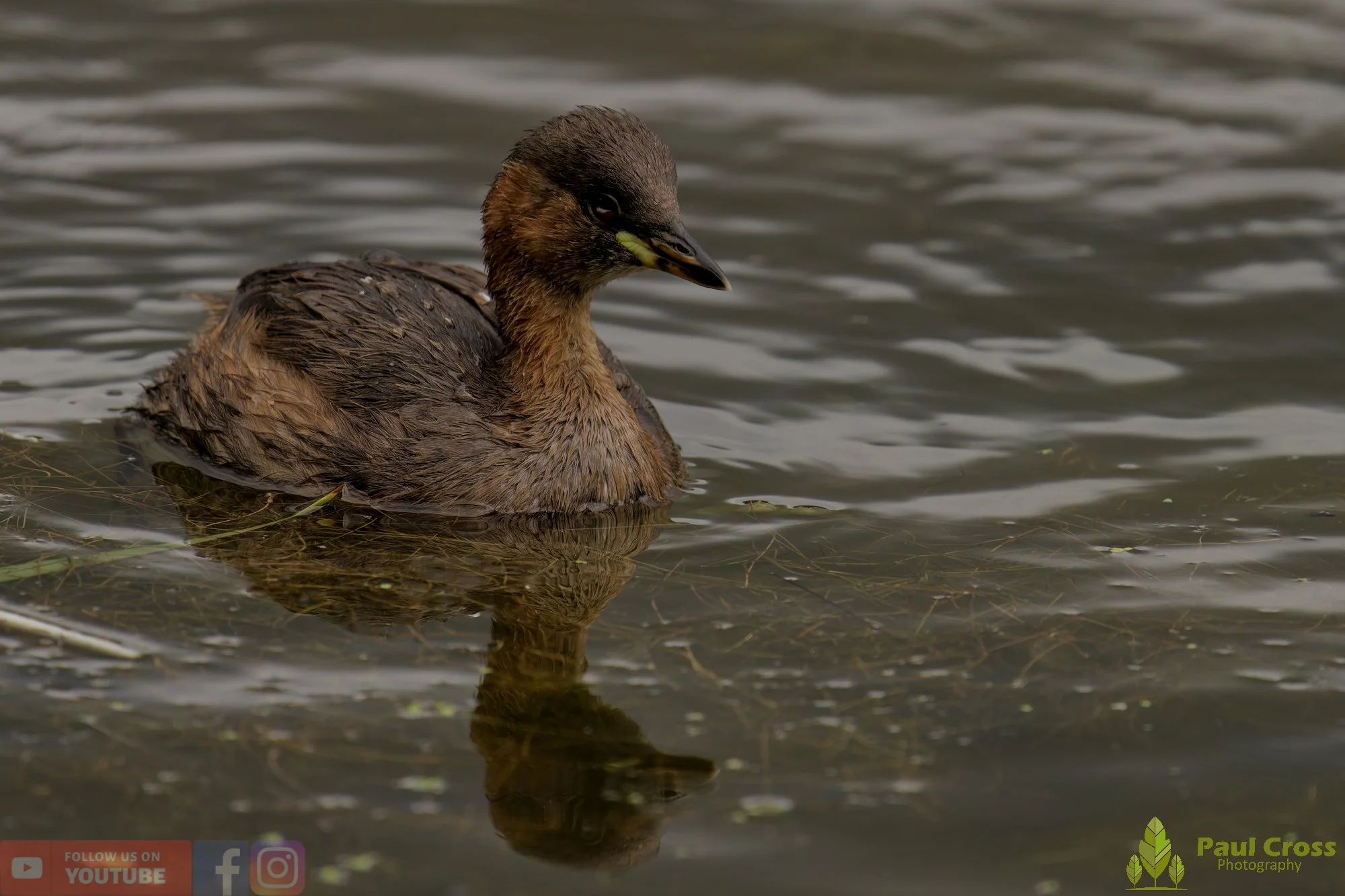 Little Grebe-00189.jpg