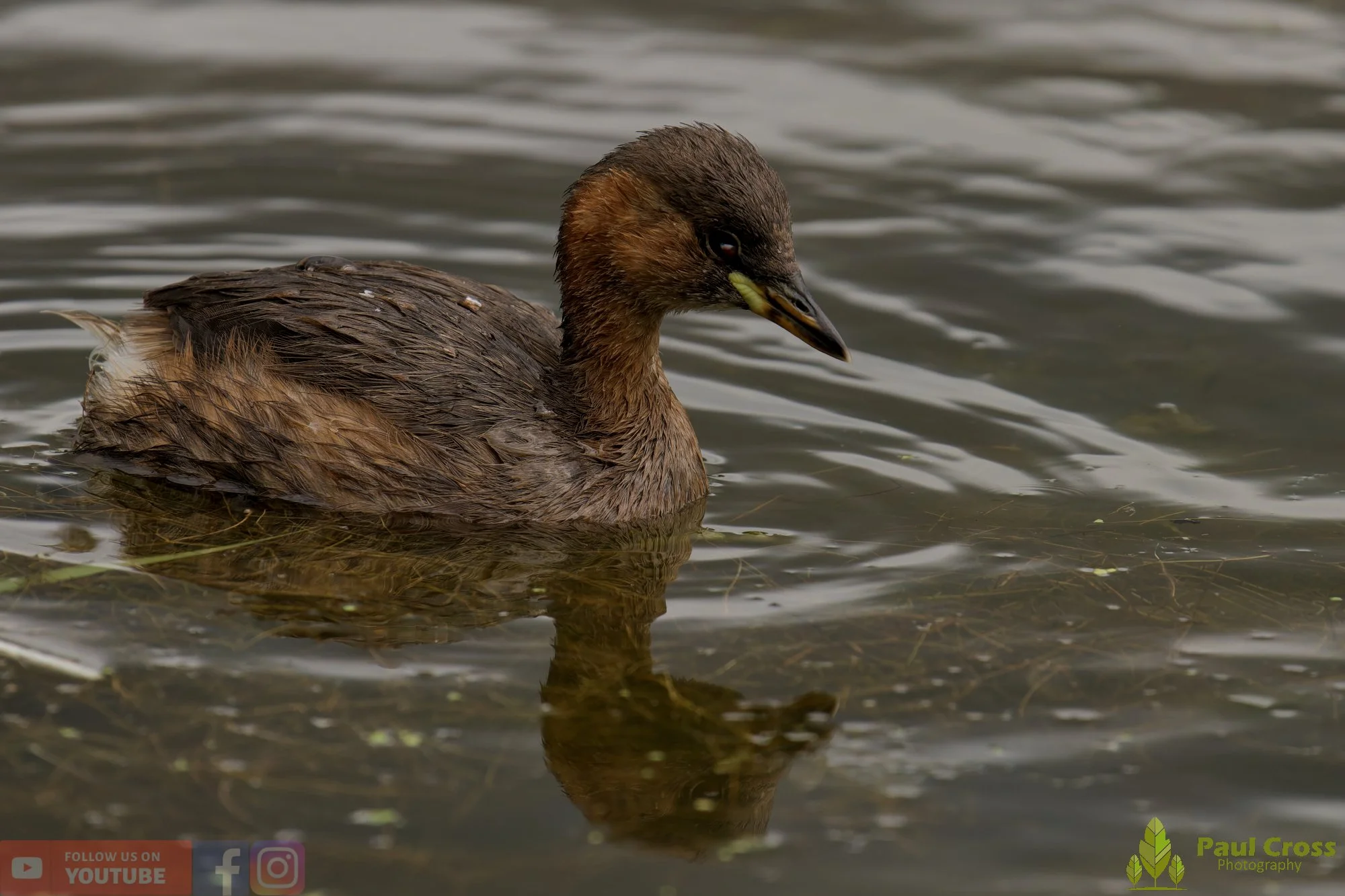 Little Grebe-00190.jpg