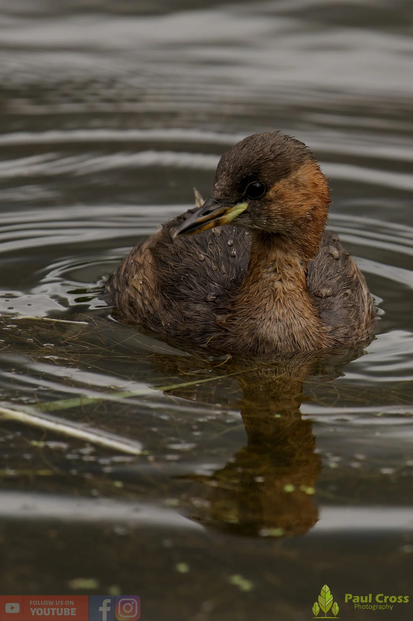 Little Grebe-00191.jpg