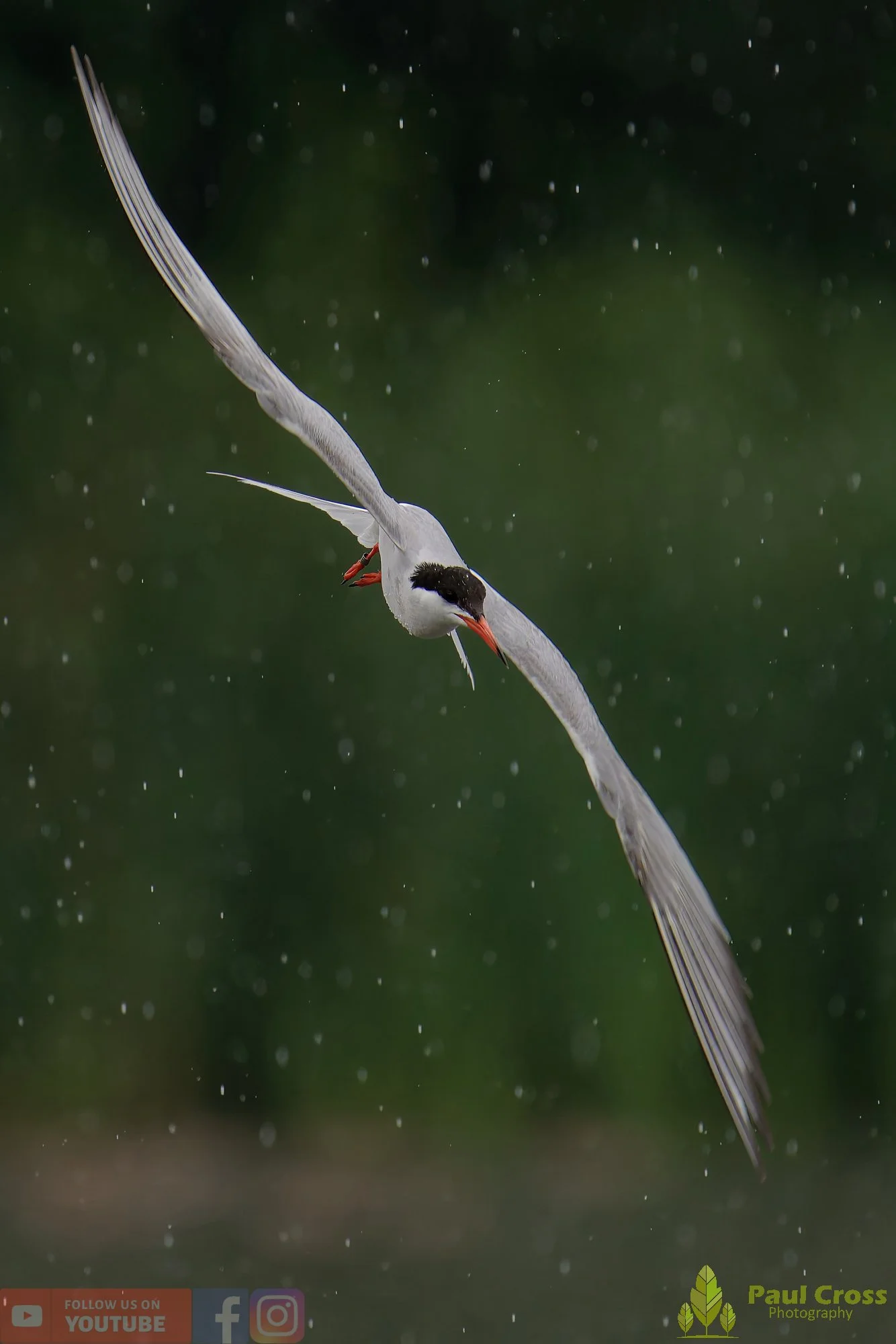 Common Tern-01941.jpg