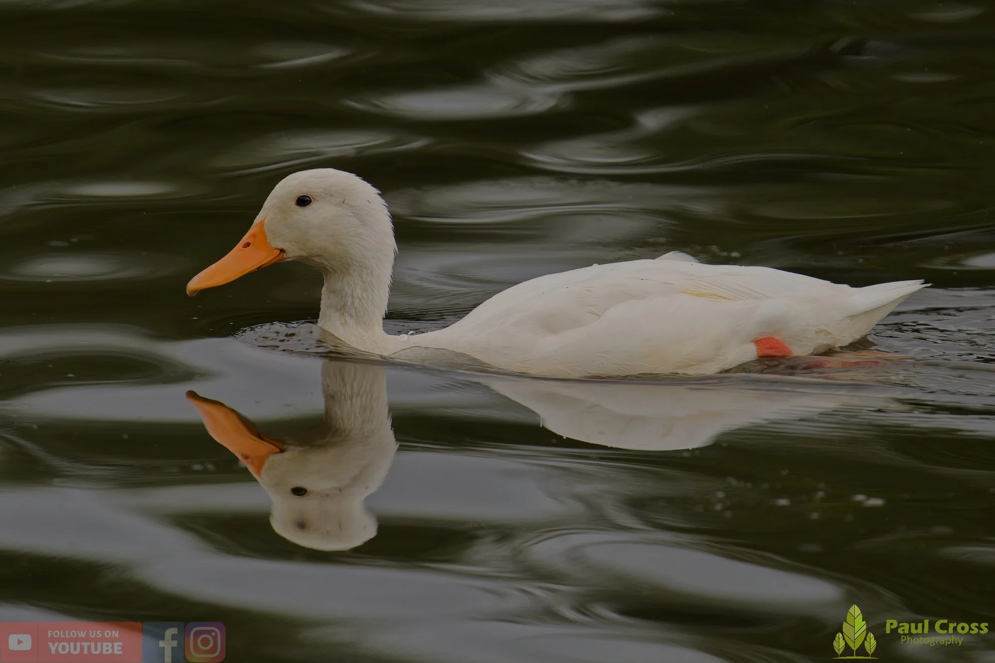 Aylesbury Duck-00028.jpg