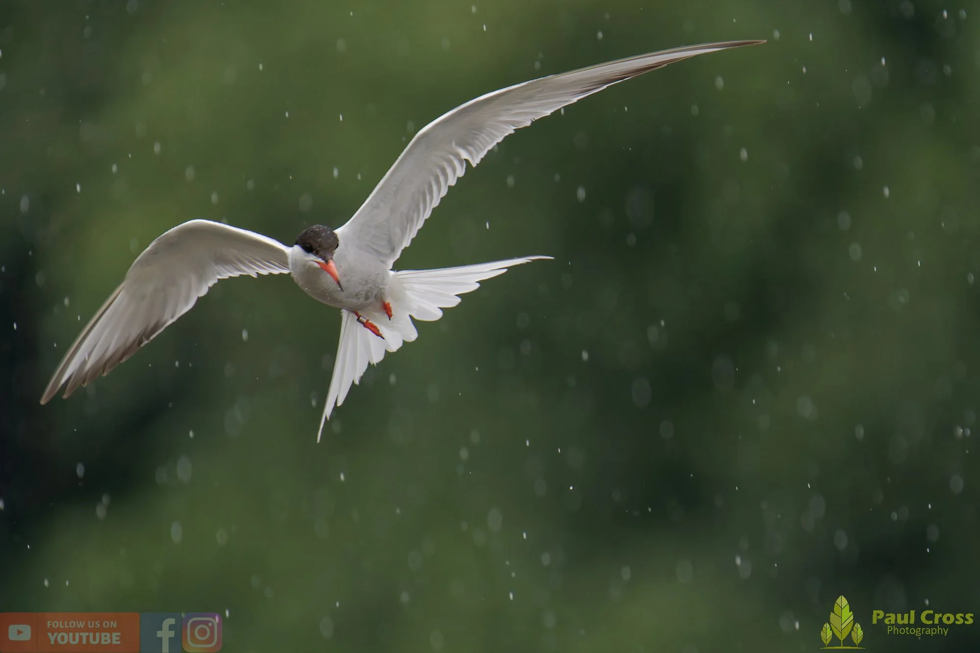 Common Tern-01943.jpg