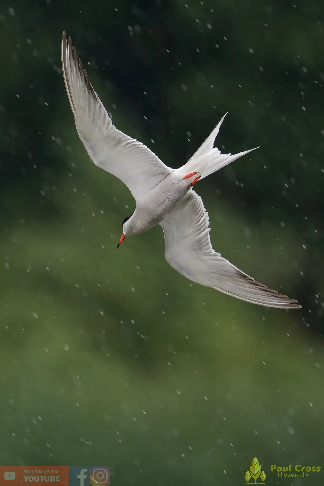Common Tern-01942.jpg