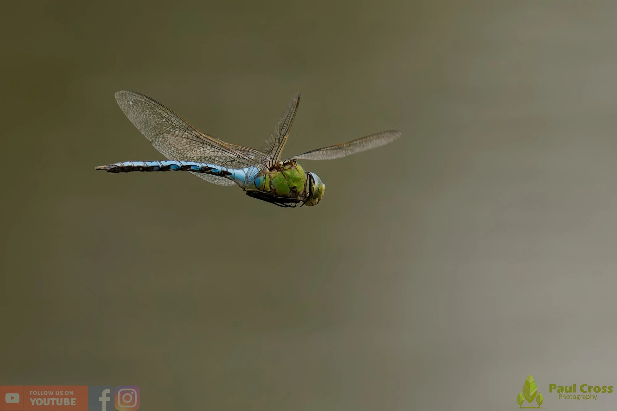 Emperor Dragonfly - Anax Imperator-00026.jpg
