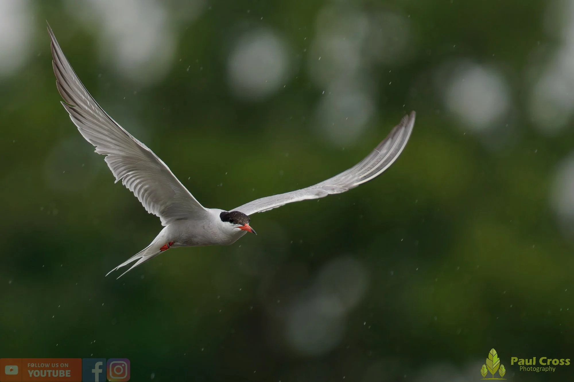 Common Tern-01944.jpg