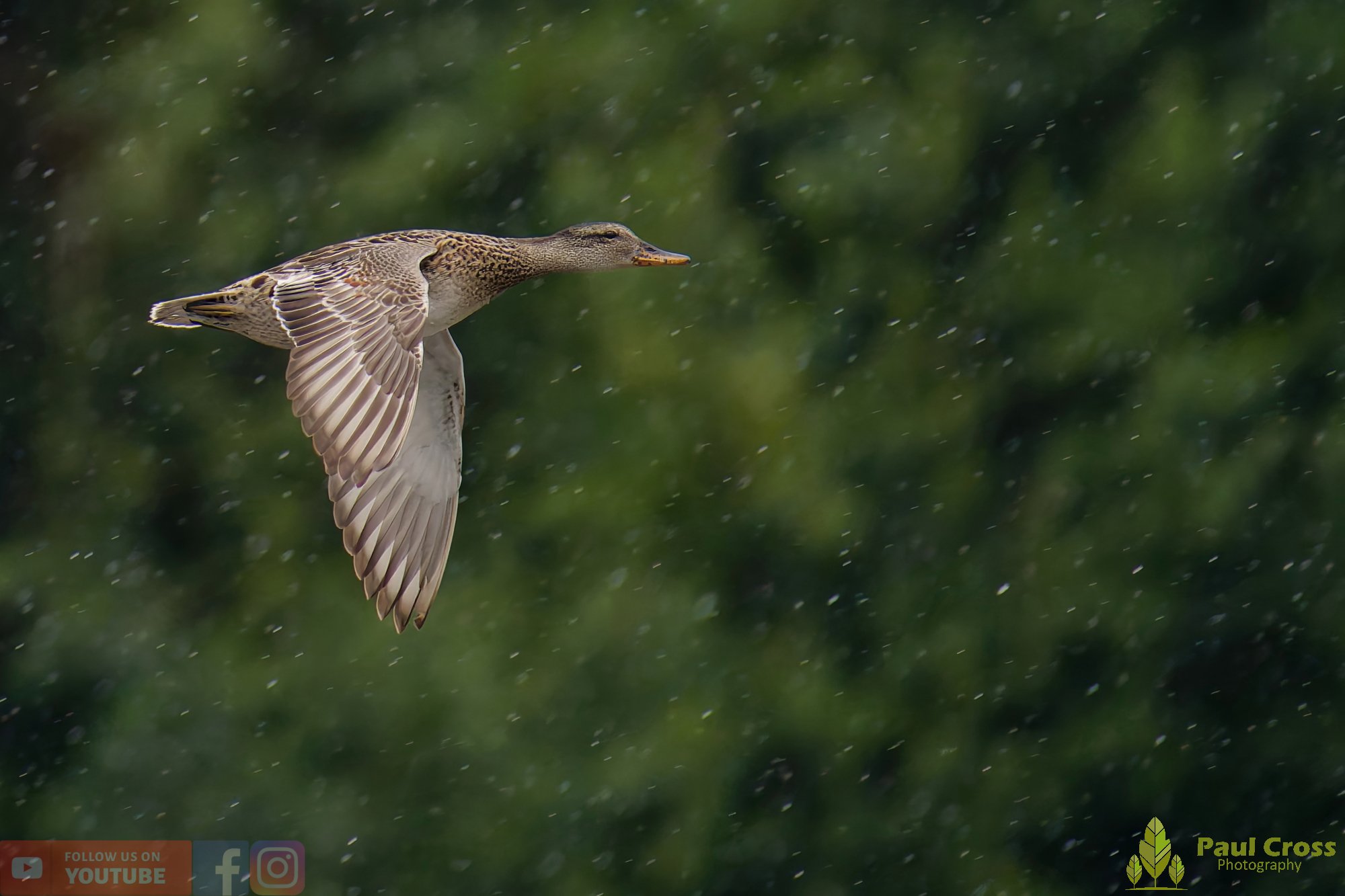 Gadwall-00232.jpg
