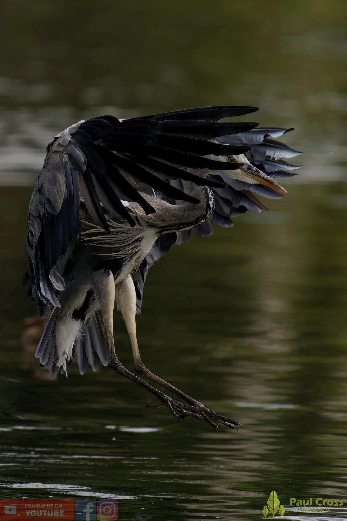 Grey Heron-00611.jpg