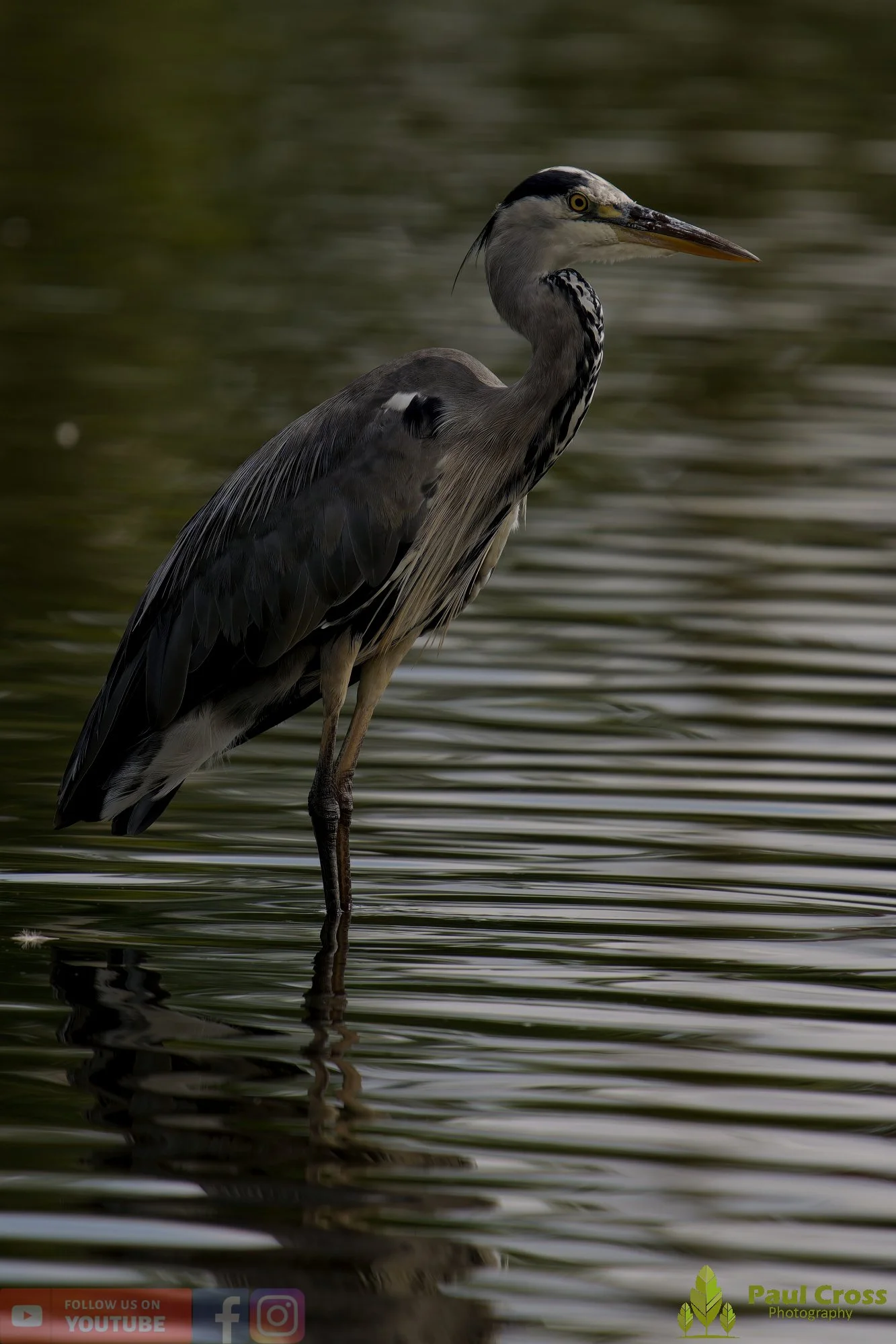 Grey Heron-00612.jpg