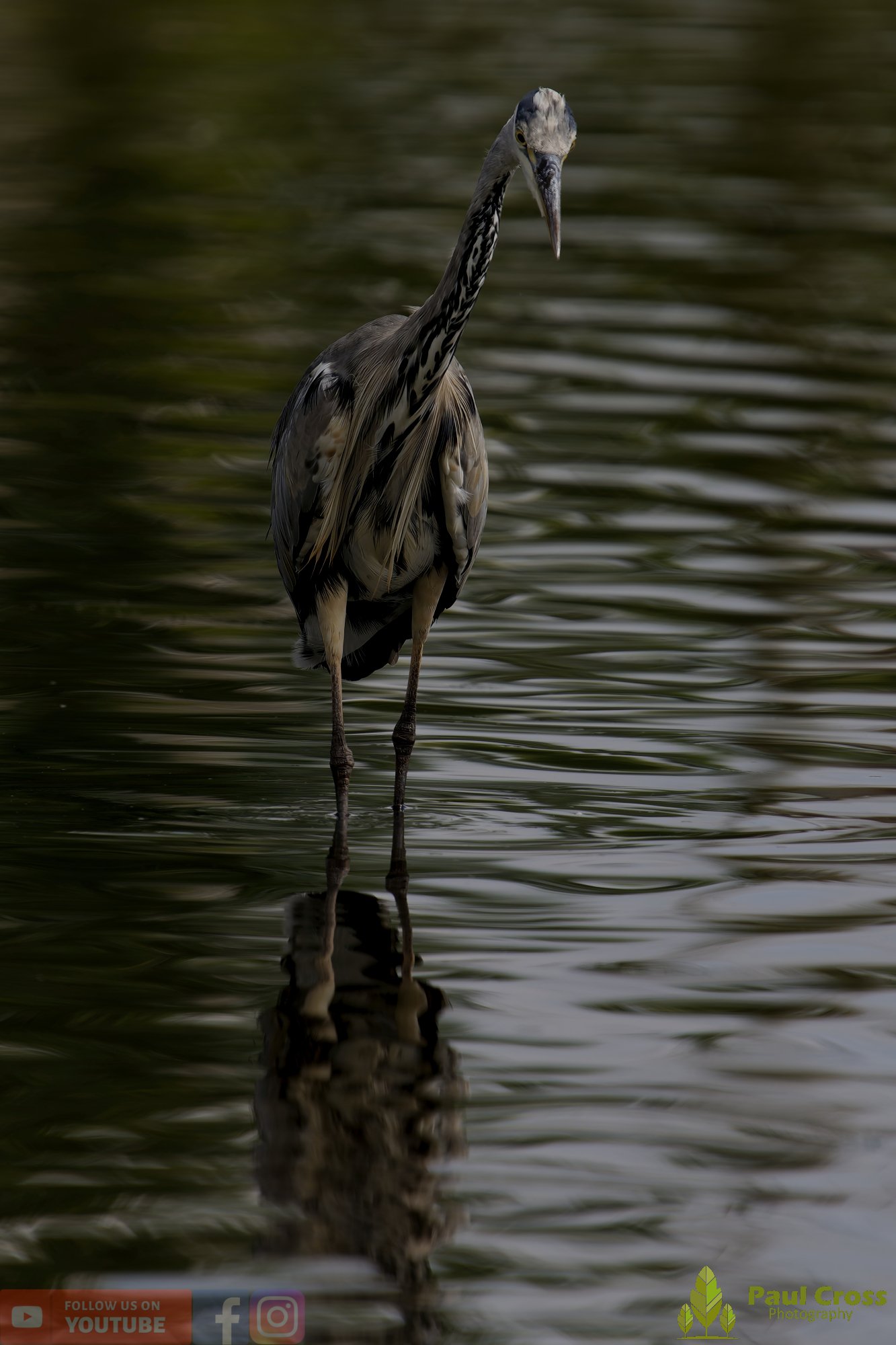 Grey Heron-00613.jpg