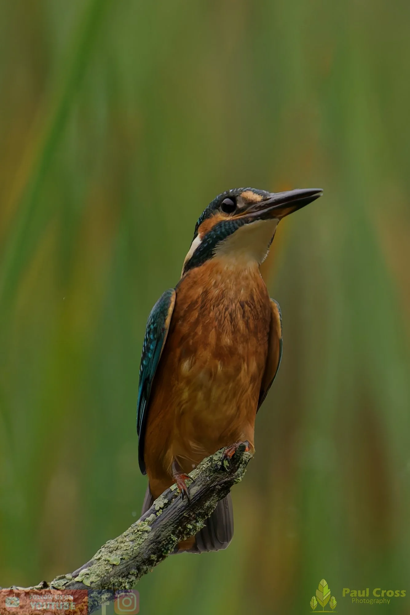 Kingfisher-00372.jpg