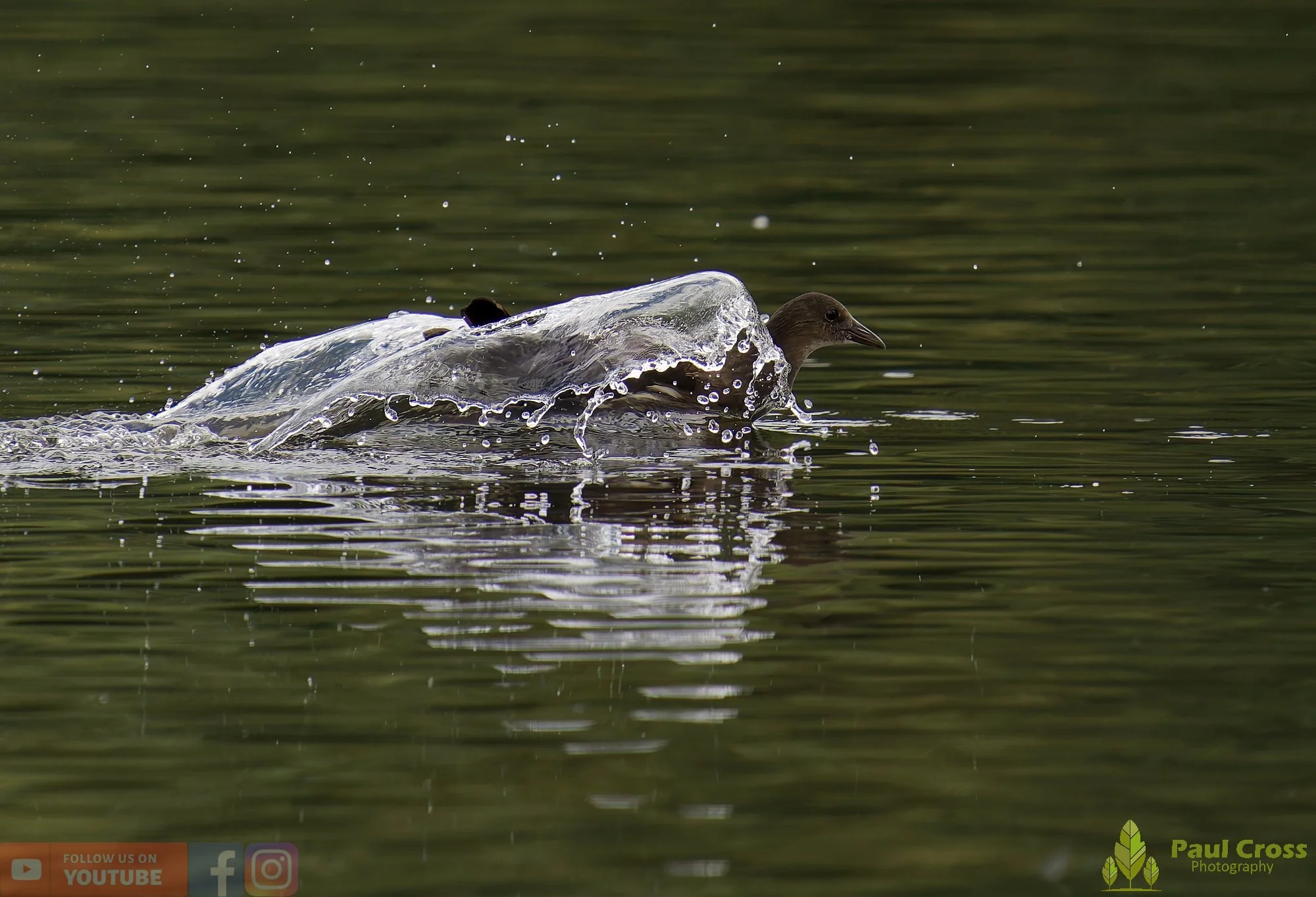 Moorhen-00218.jpg