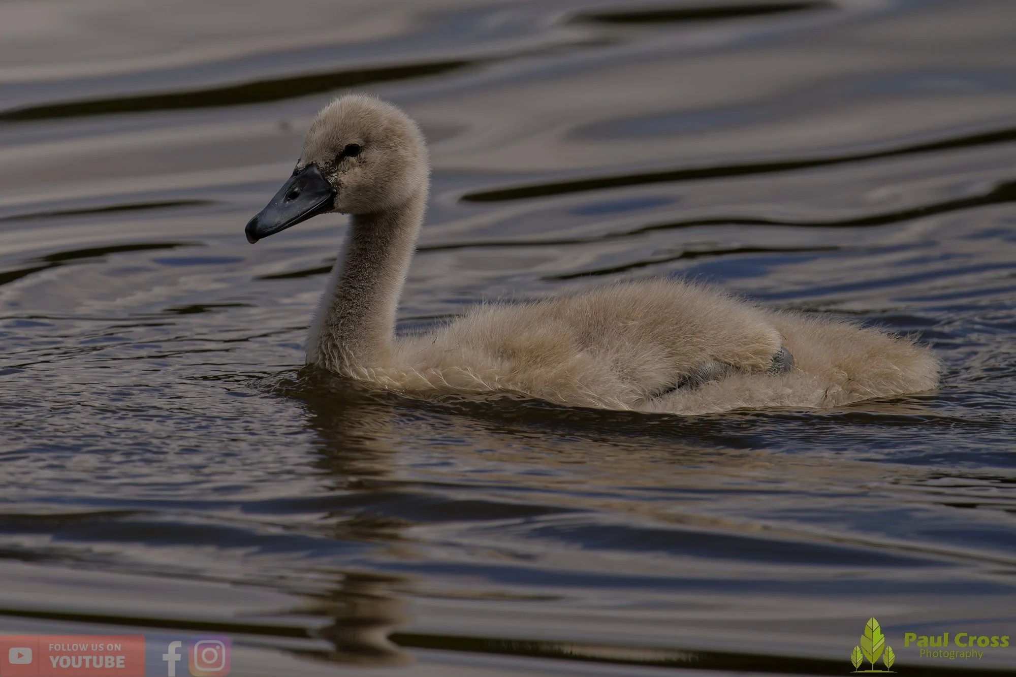 Mute Swan-00236.jpg