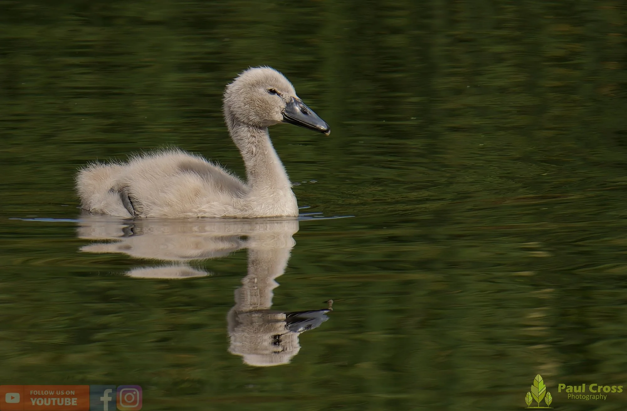 Mute Swan-00237.jpg