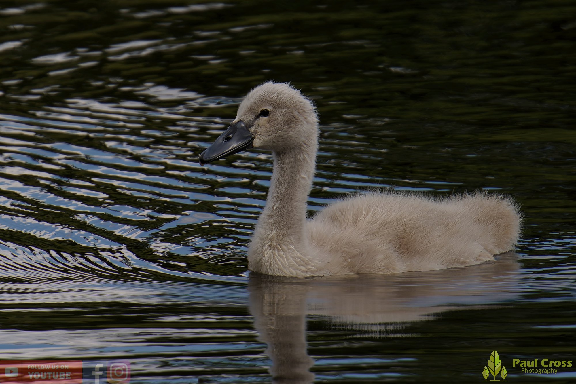 Mute Swan-00238.jpg