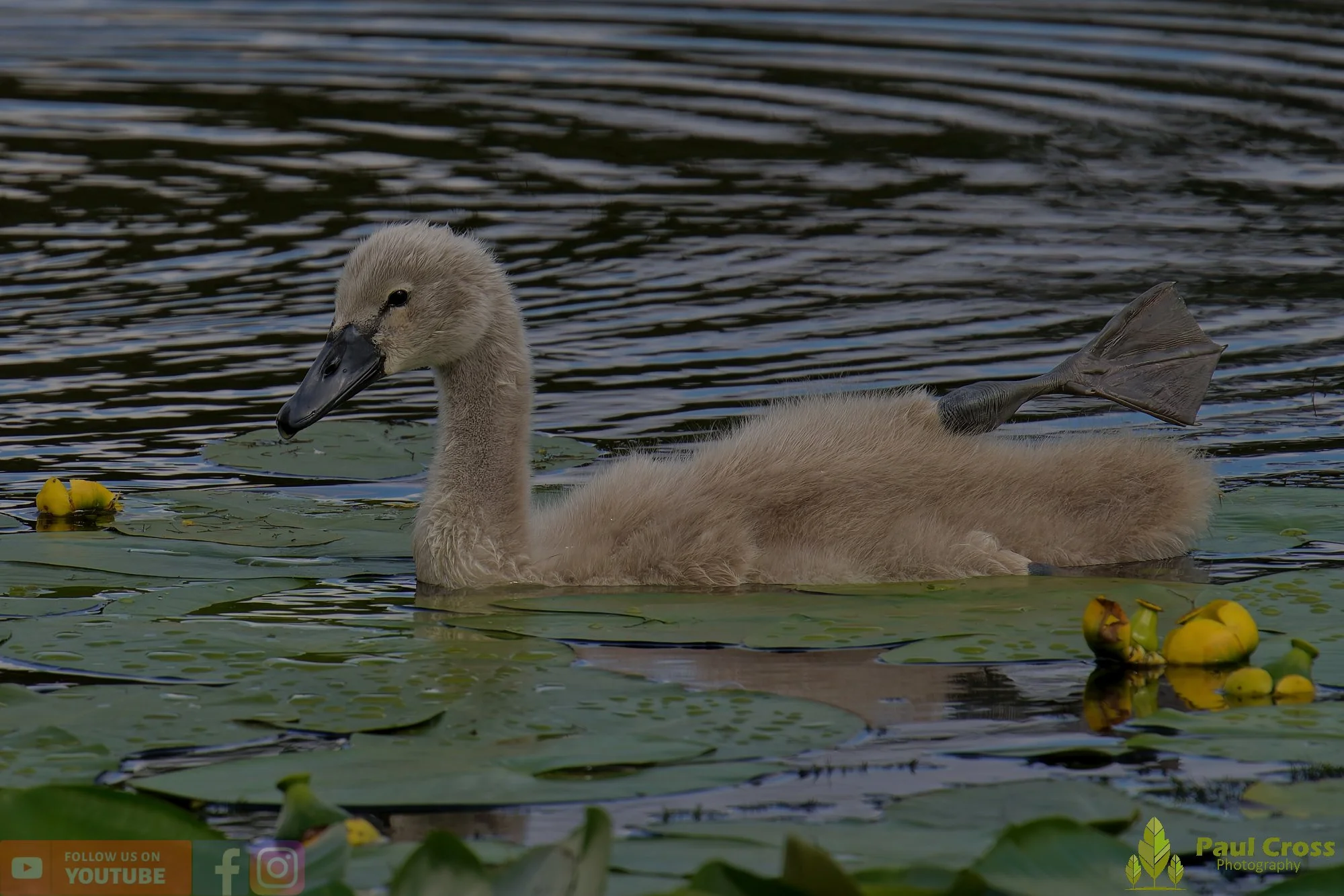 Mute Swan-00239.jpg