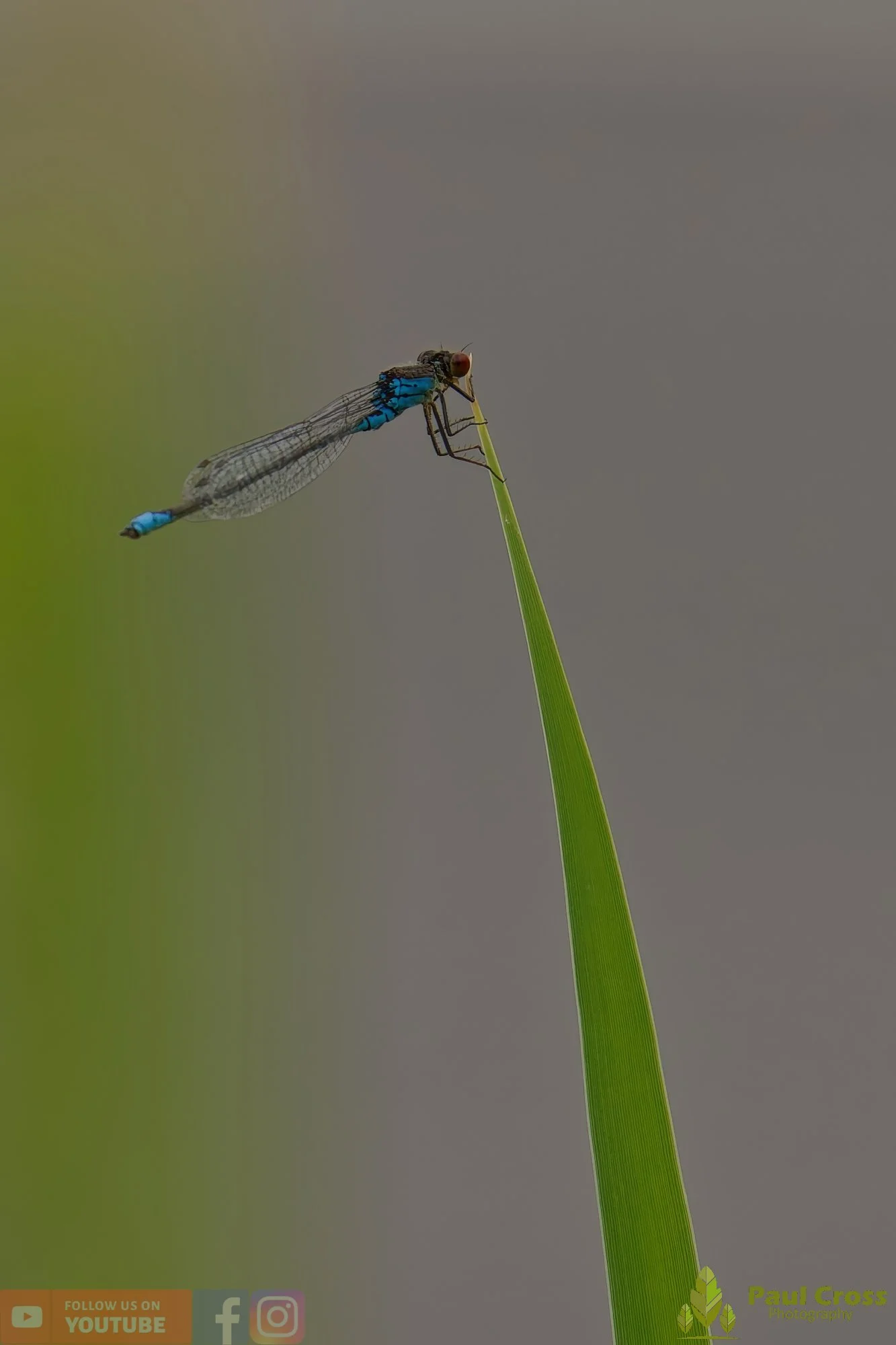 Red-eyed Damselfly - Erythromma Najas-00008.jpg