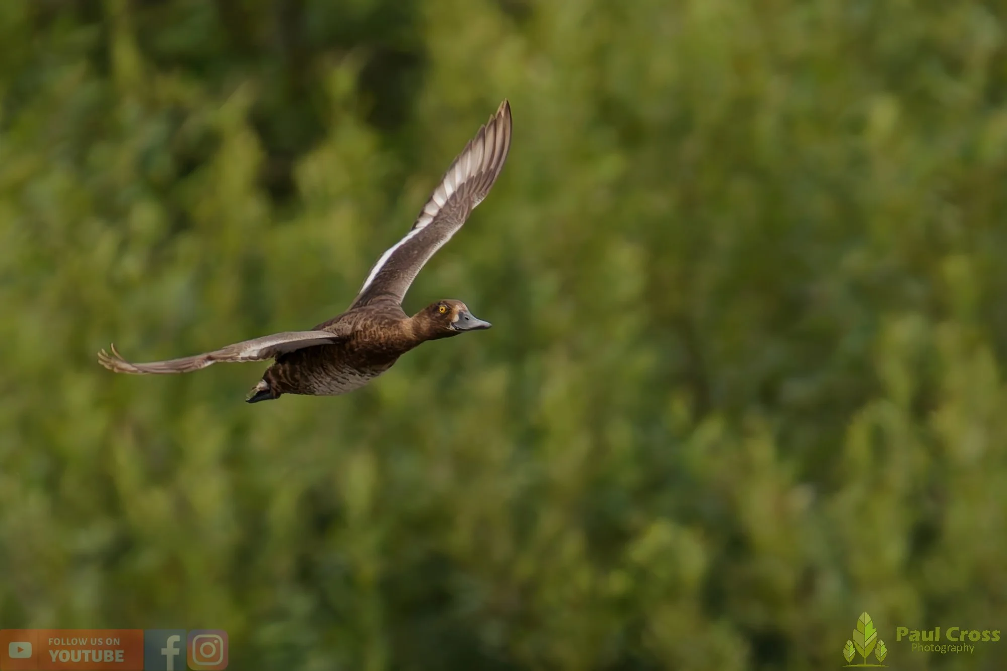Tufted Duck-00181.jpg
