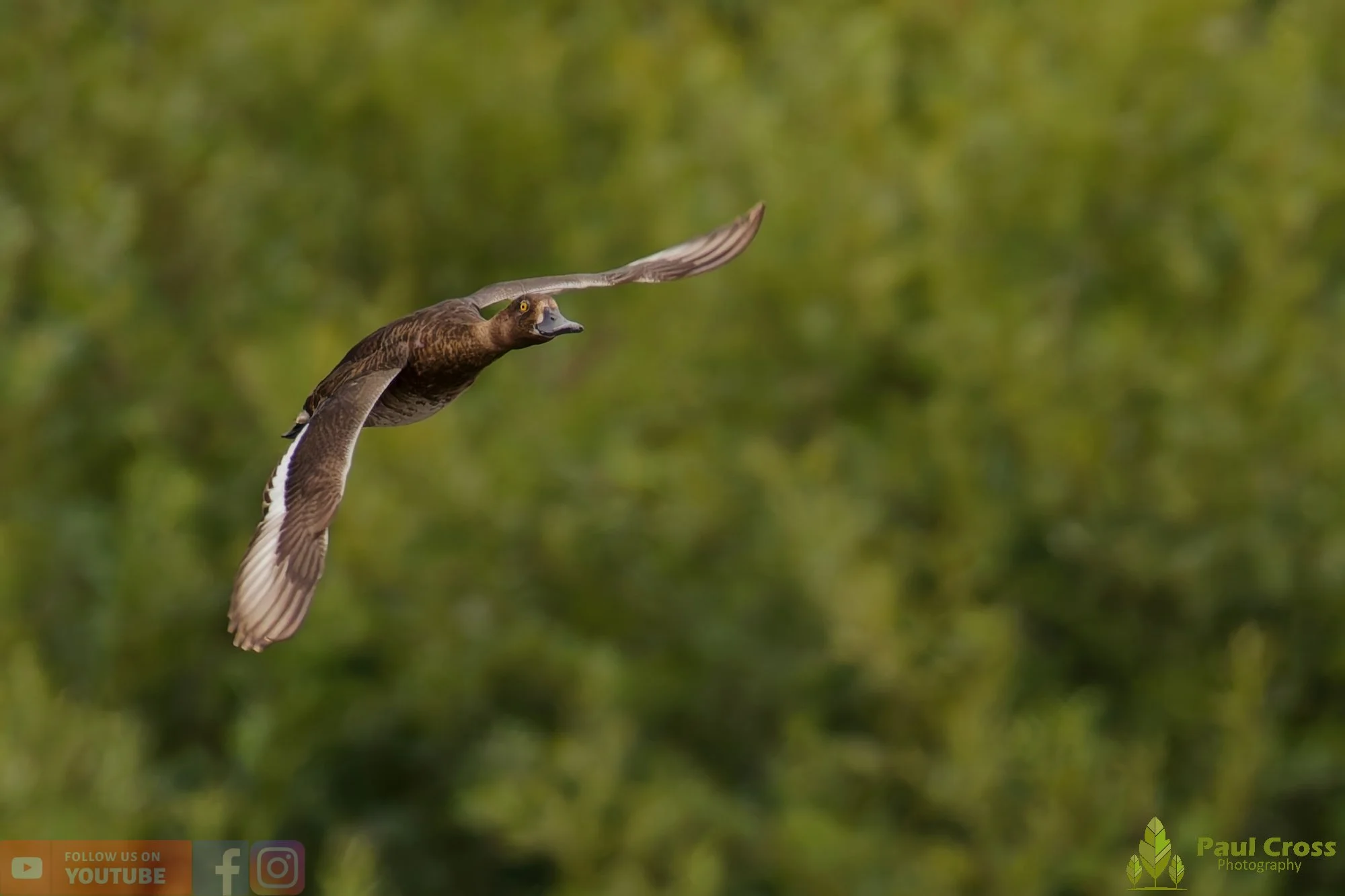 Tufted Duck-00182.jpg