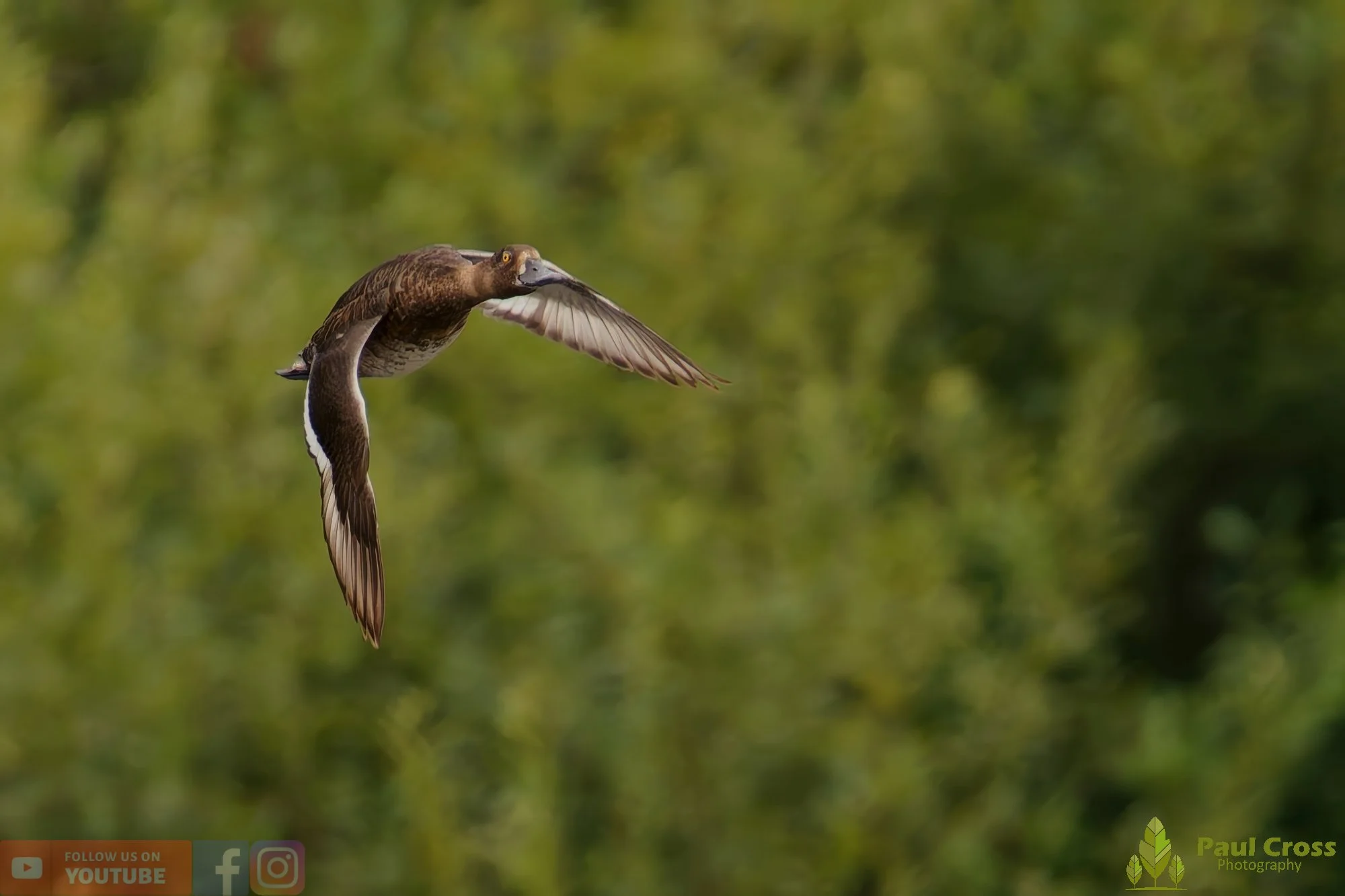 Tufted Duck-00183.jpg