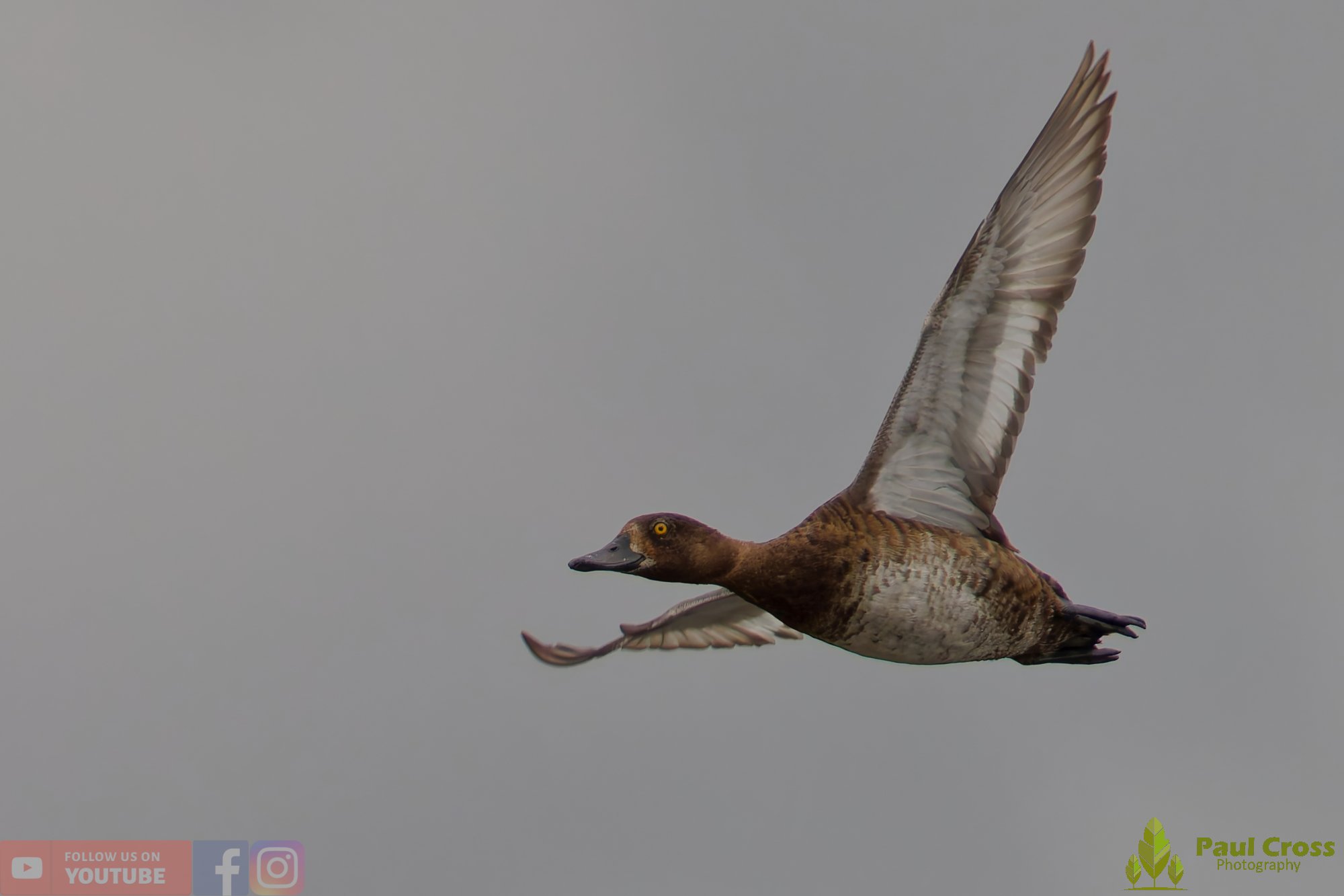 Tufted Duck-00186.jpg