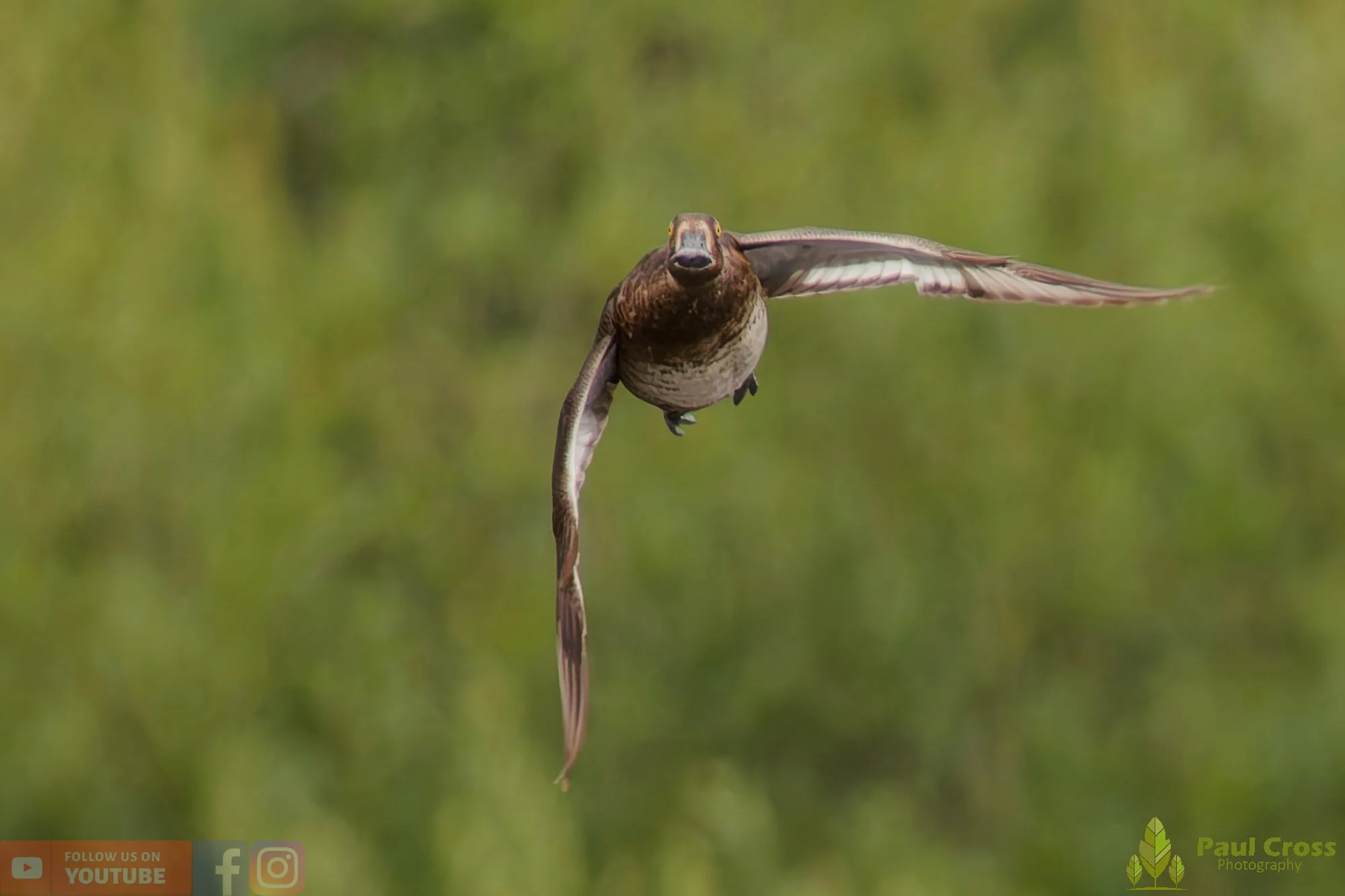 Tufted Duck-00185.jpg