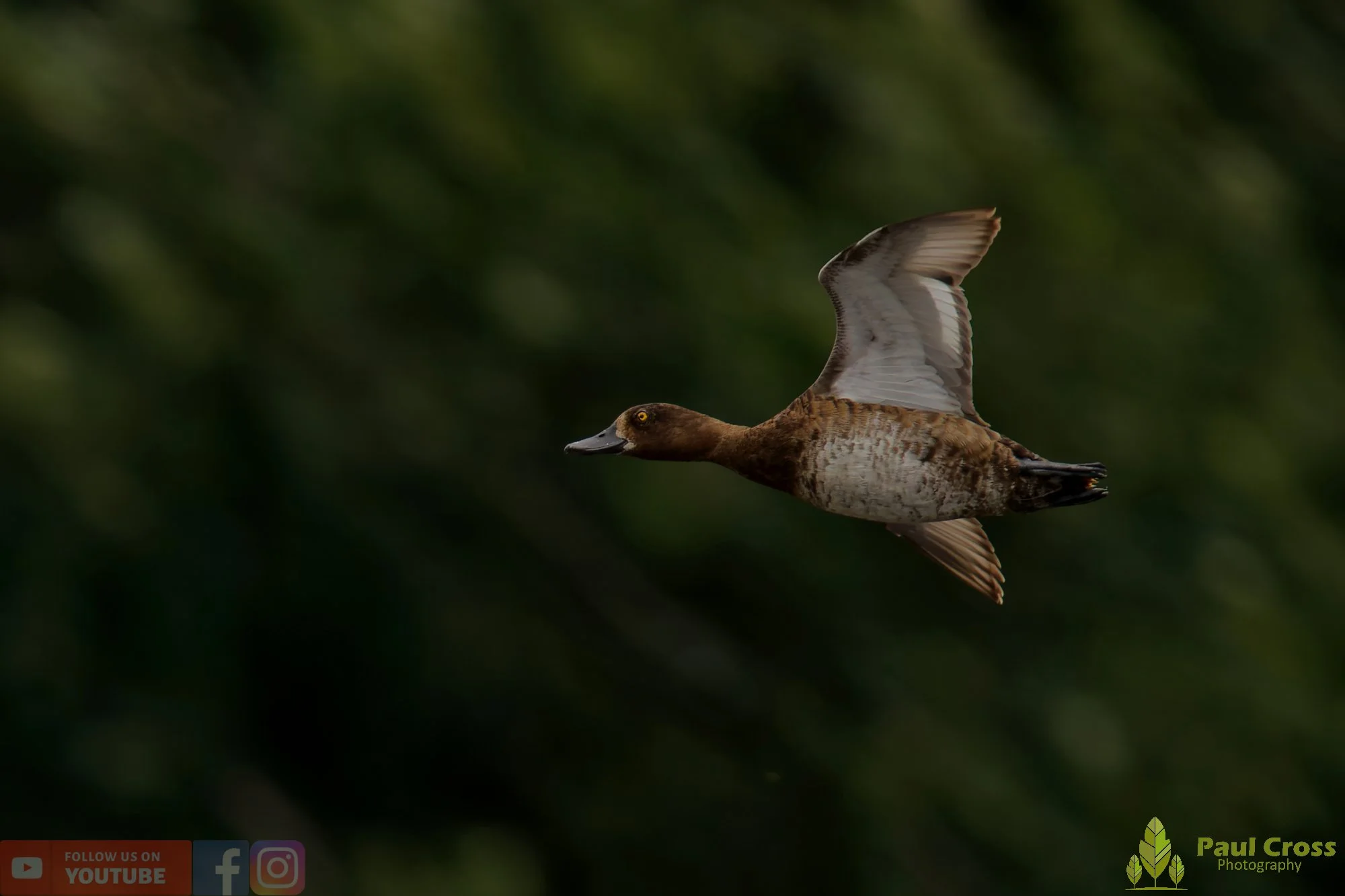 Tufted Duck-00187.jpg