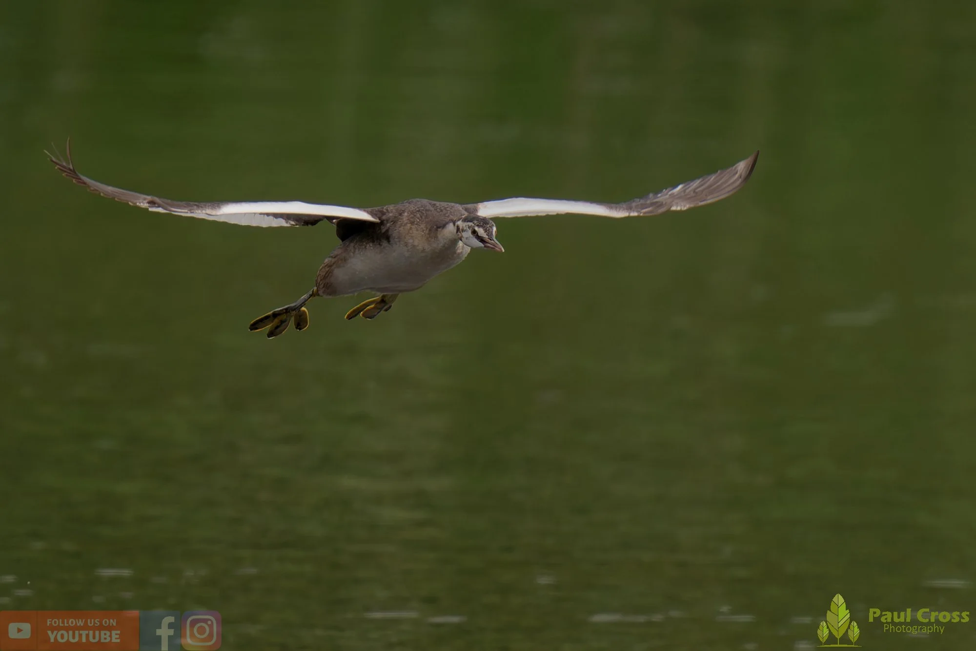 Great Crested Grebe-00886.jpg