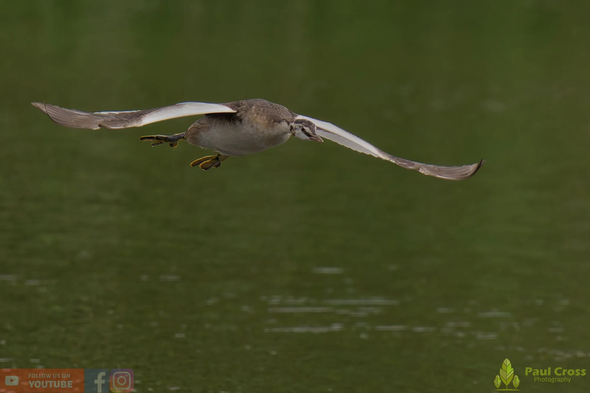 Great Crested Grebe-00887.jpg