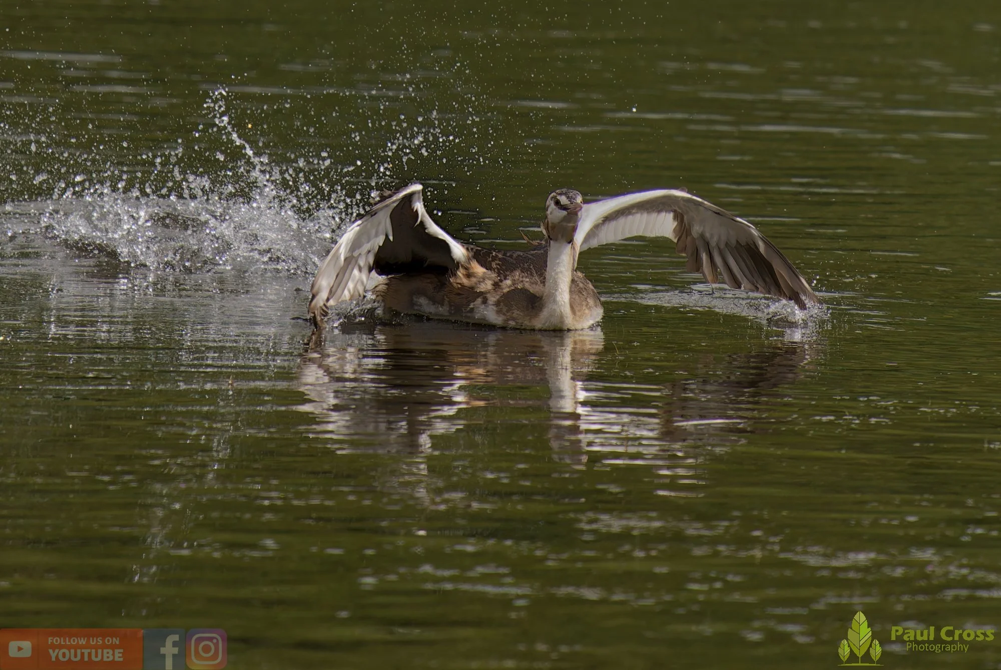 Great Crested Grebe-00889.jpg