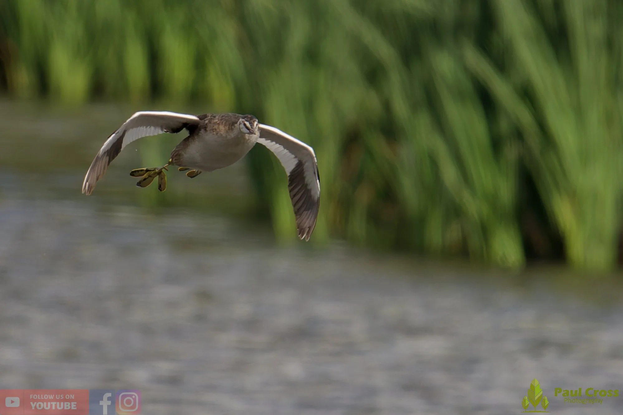 Great Crested Grebe-00890.jpg