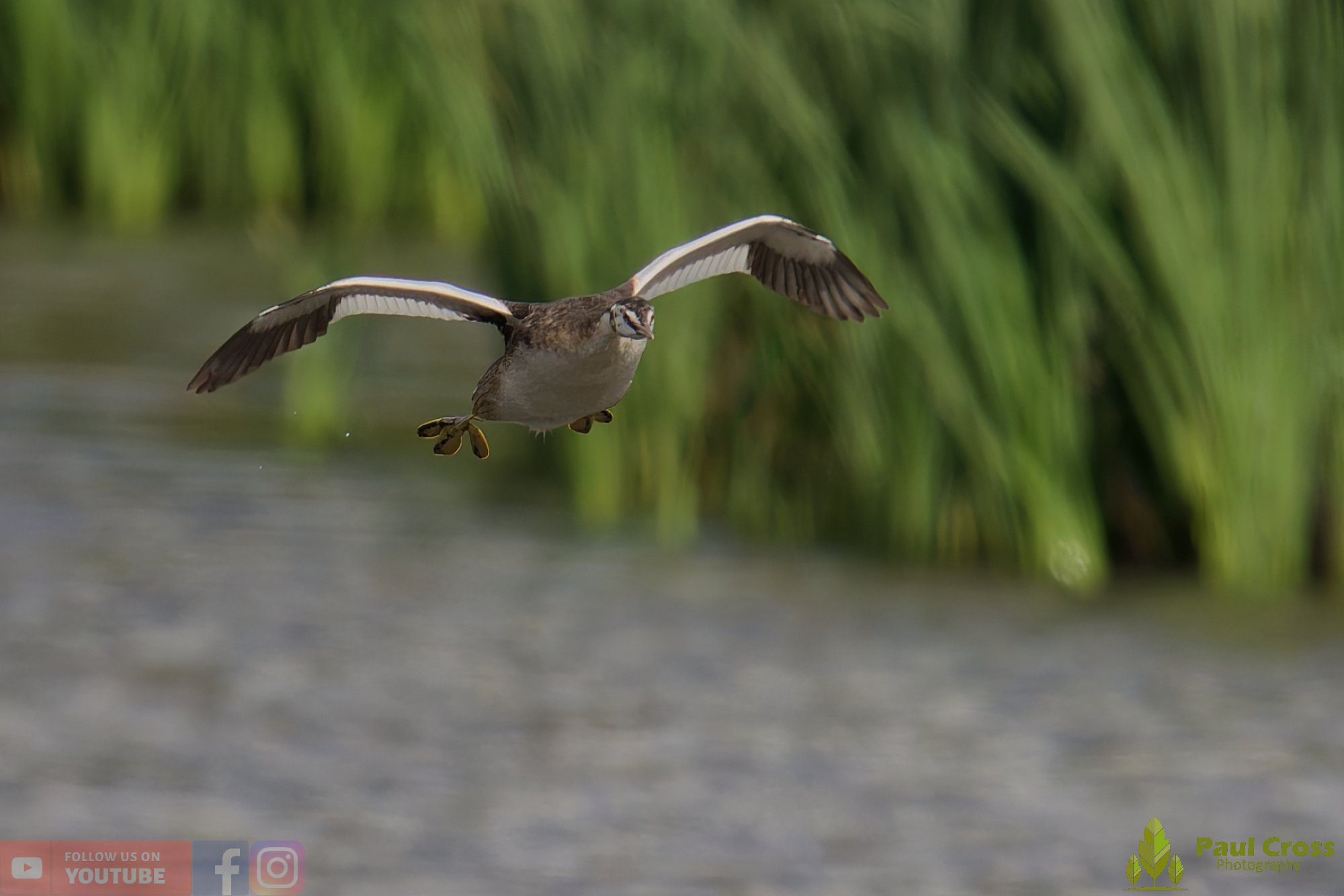 Great Crested Grebe-00891.jpg