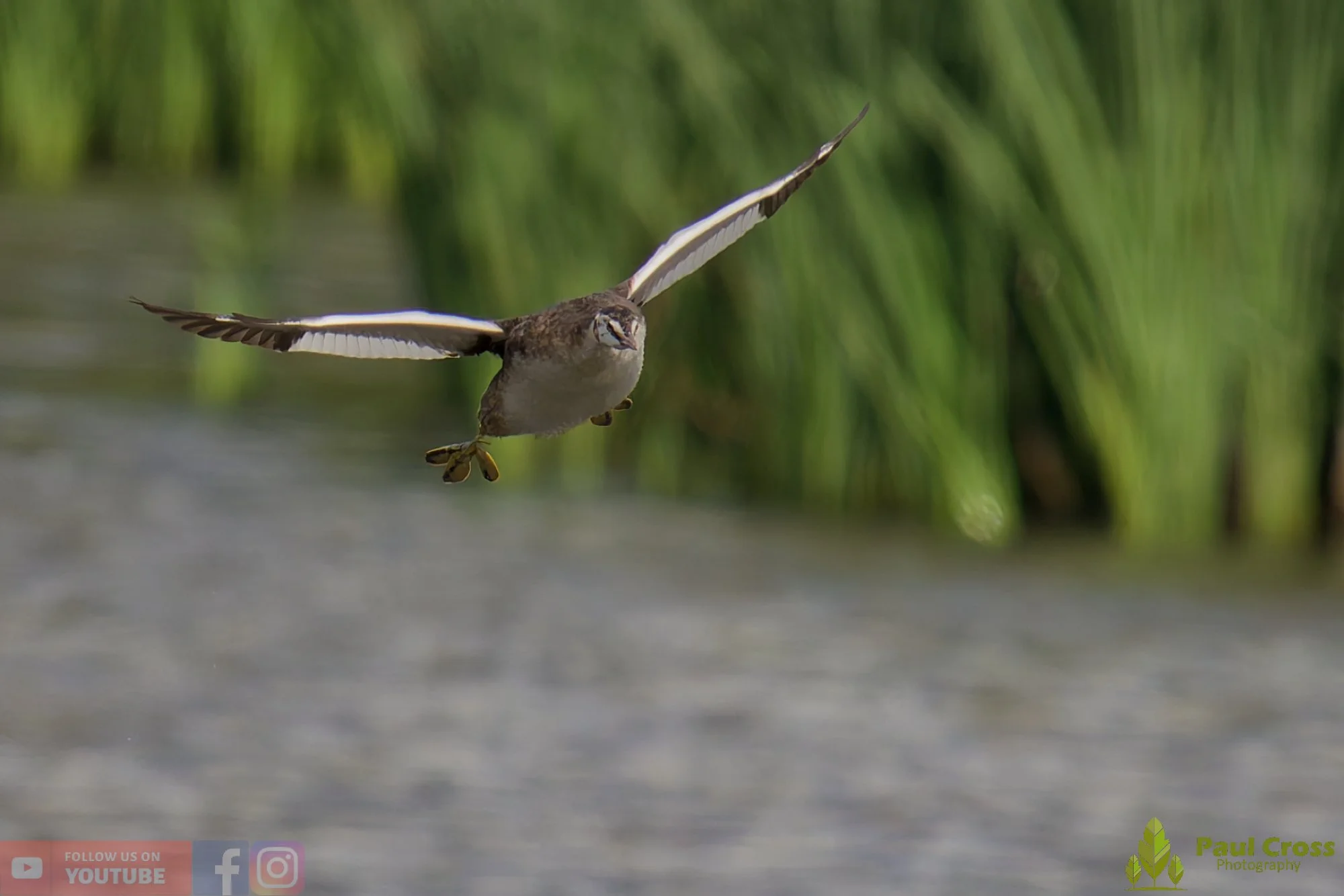 Great Crested Grebe-00892.jpg