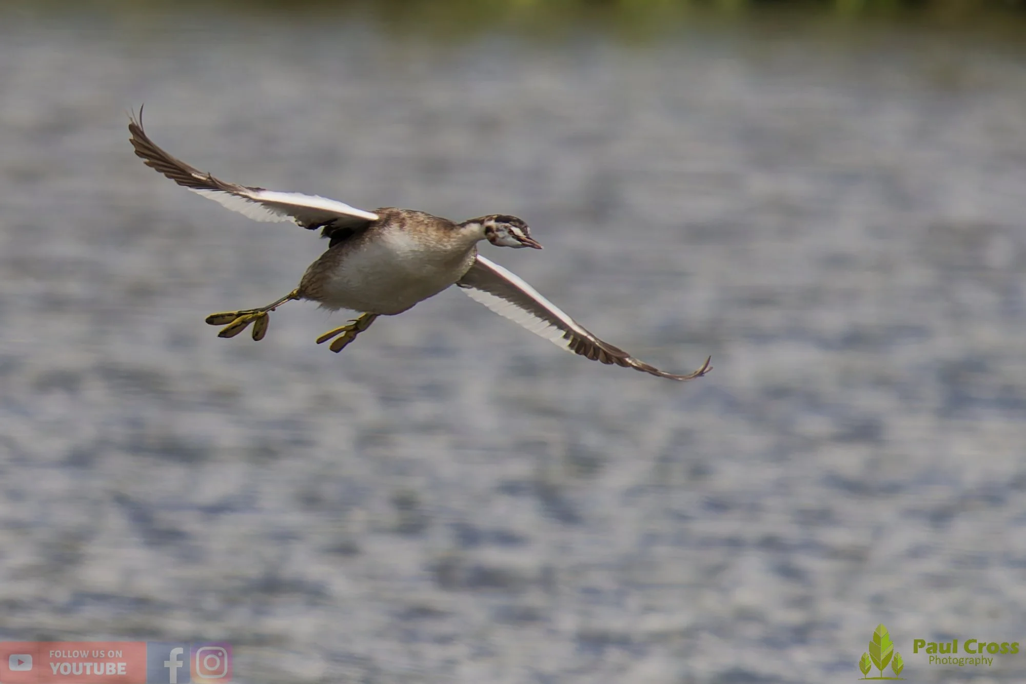 Great Crested Grebe-00893.jpg