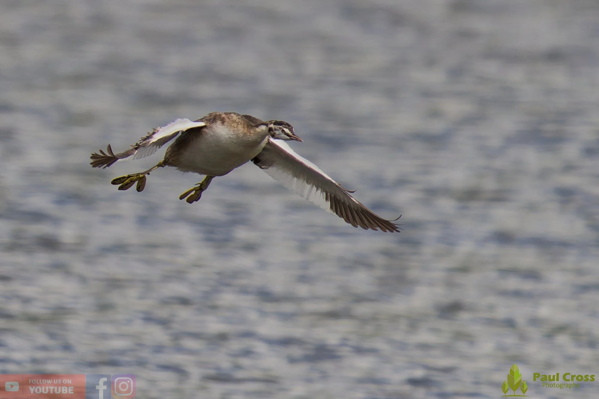 Great Crested Grebe-00894.jpg