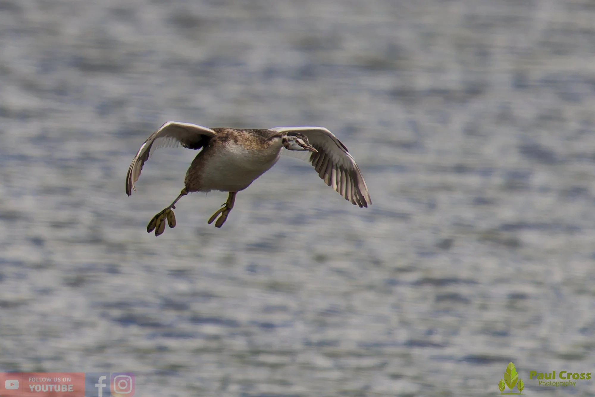 Great Crested Grebe-00895.jpg