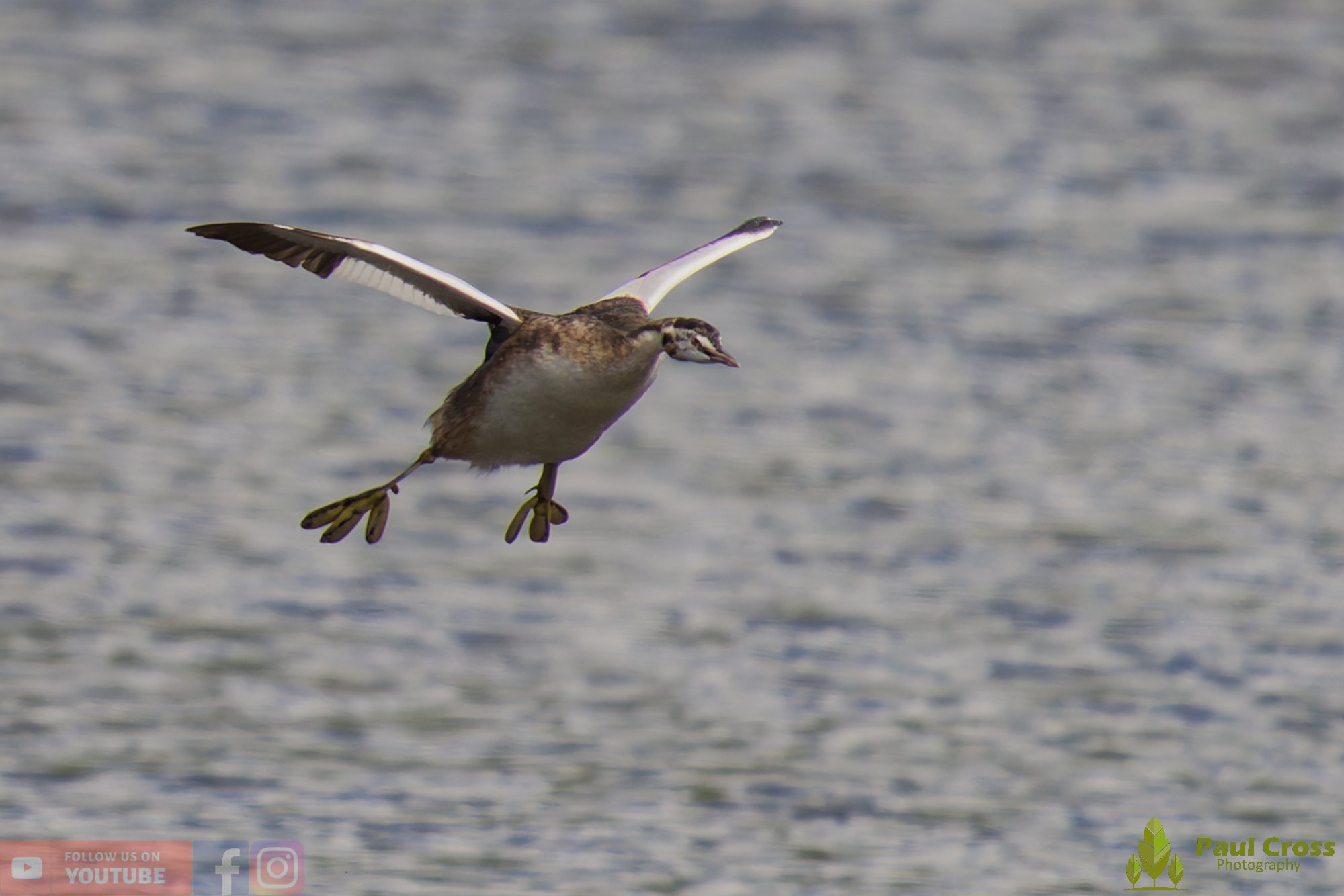 Great Crested Grebe-00896.jpg