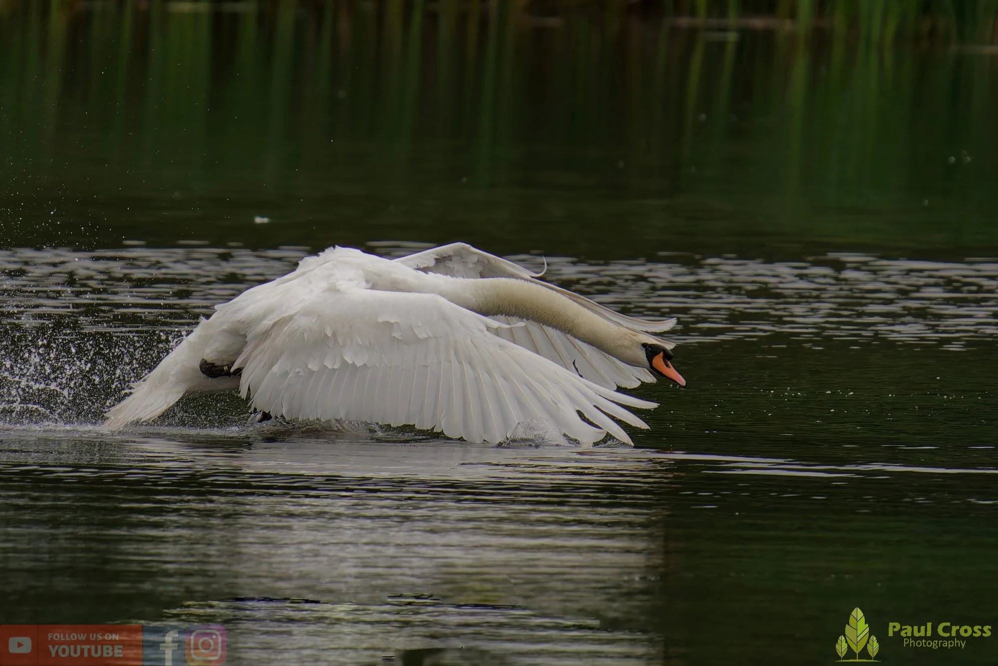 Mute Swan-00240.jpg