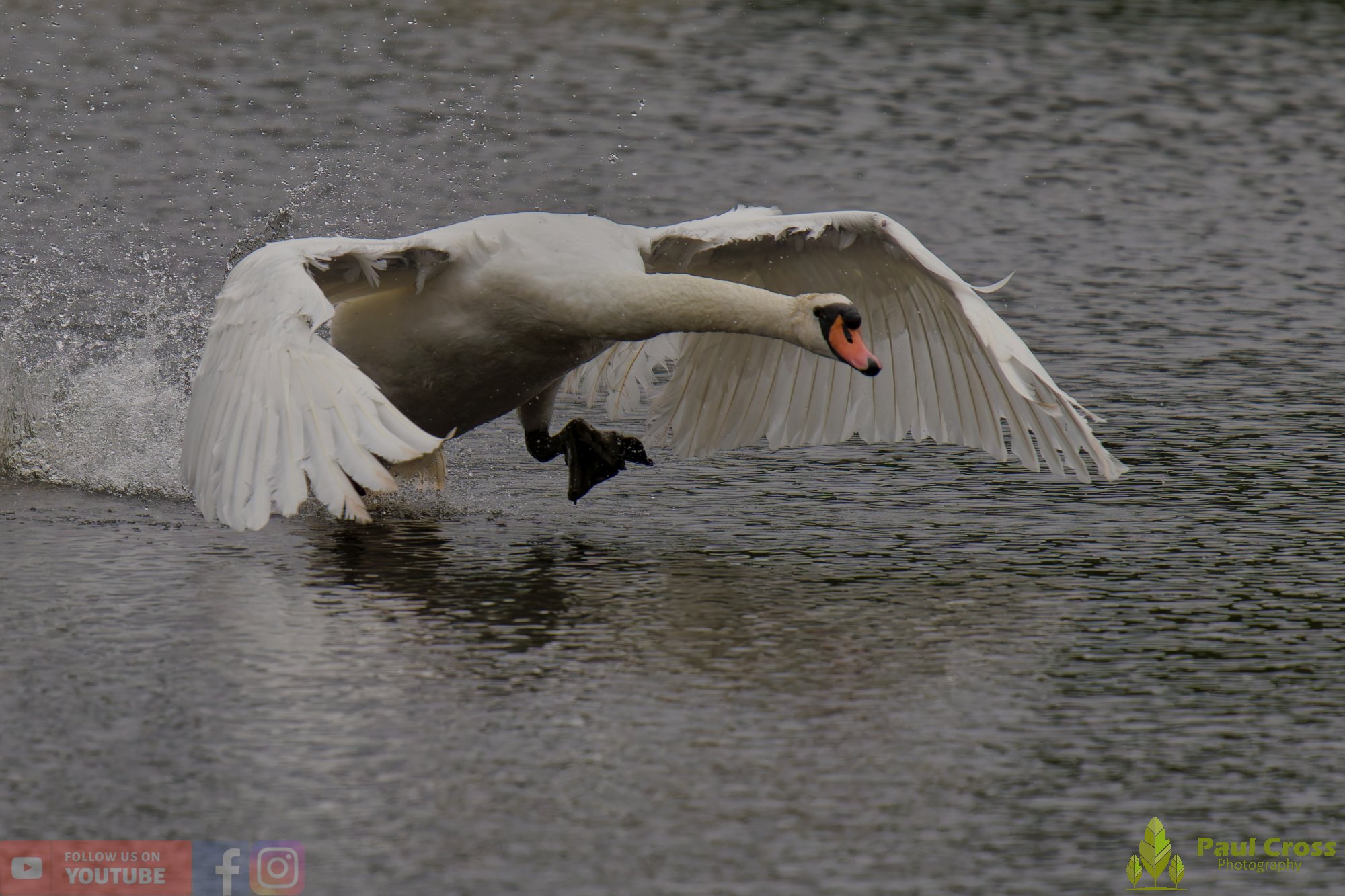 Mute Swan-00241.jpg