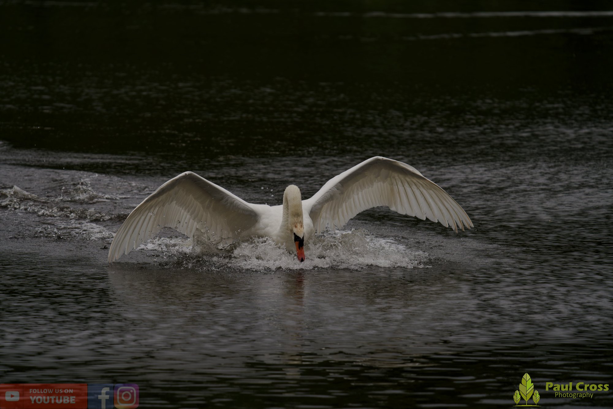 Mute Swan-00243.jpg