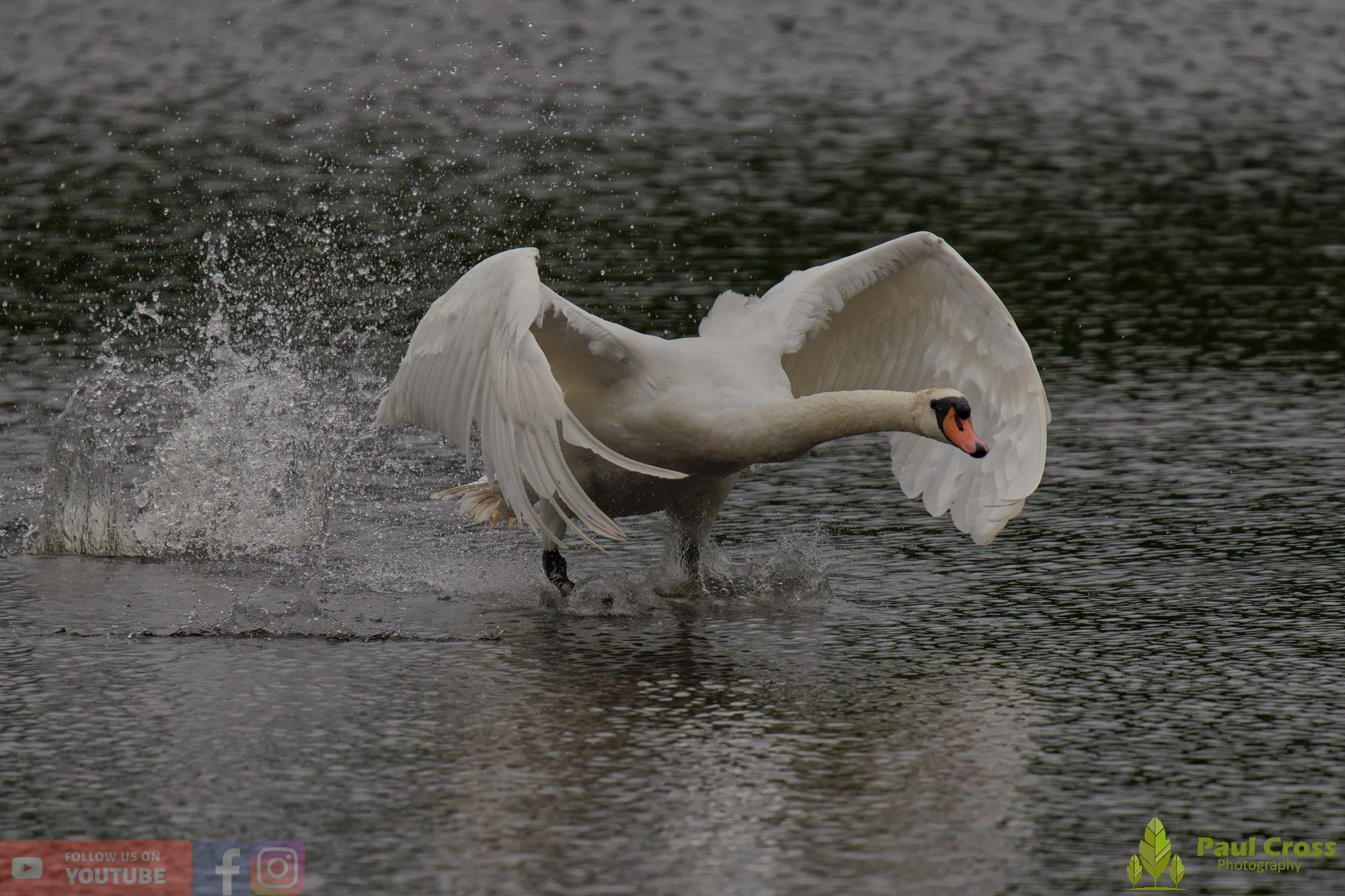 Mute Swan-00242.jpg