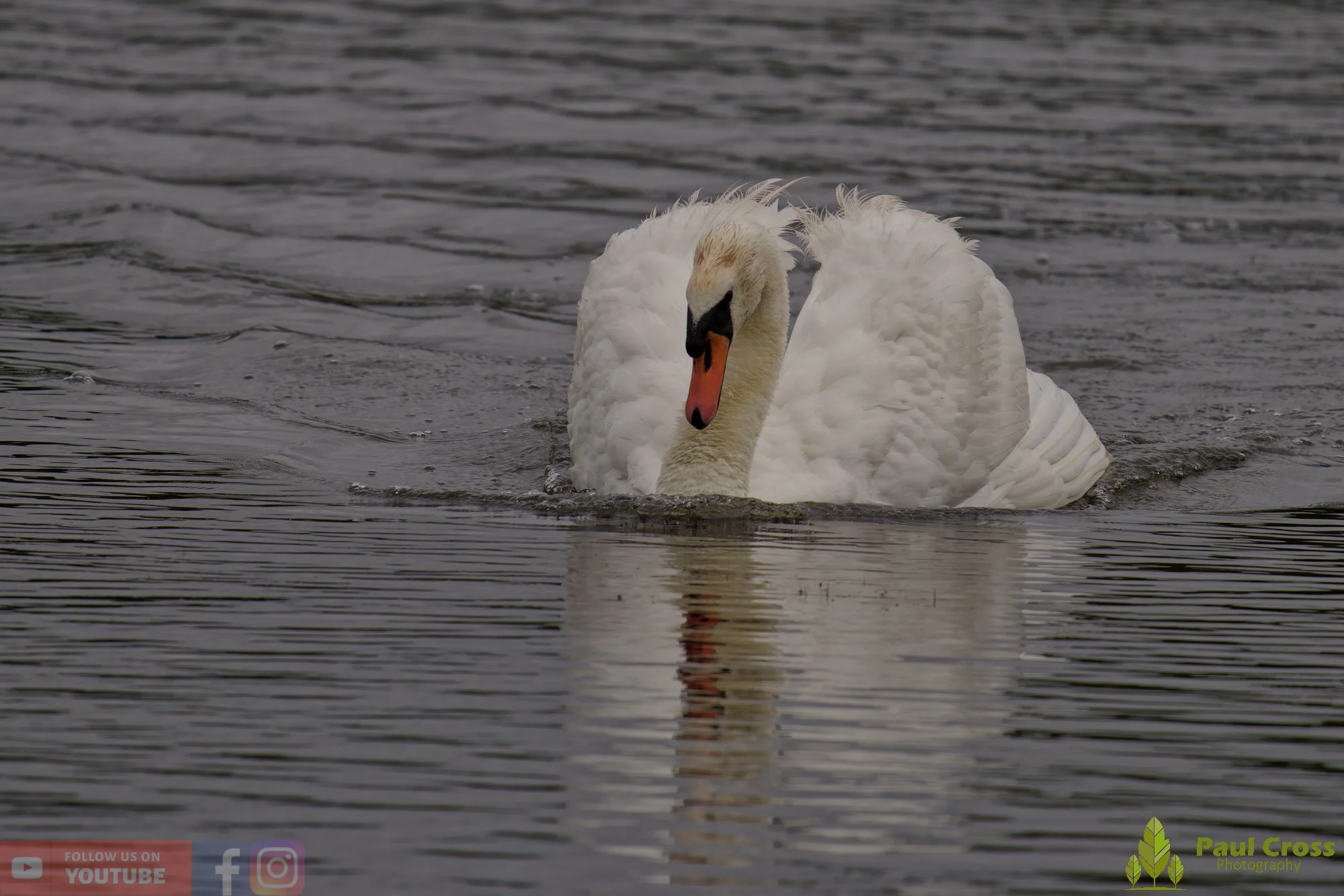 Mute Swan-00245.jpg