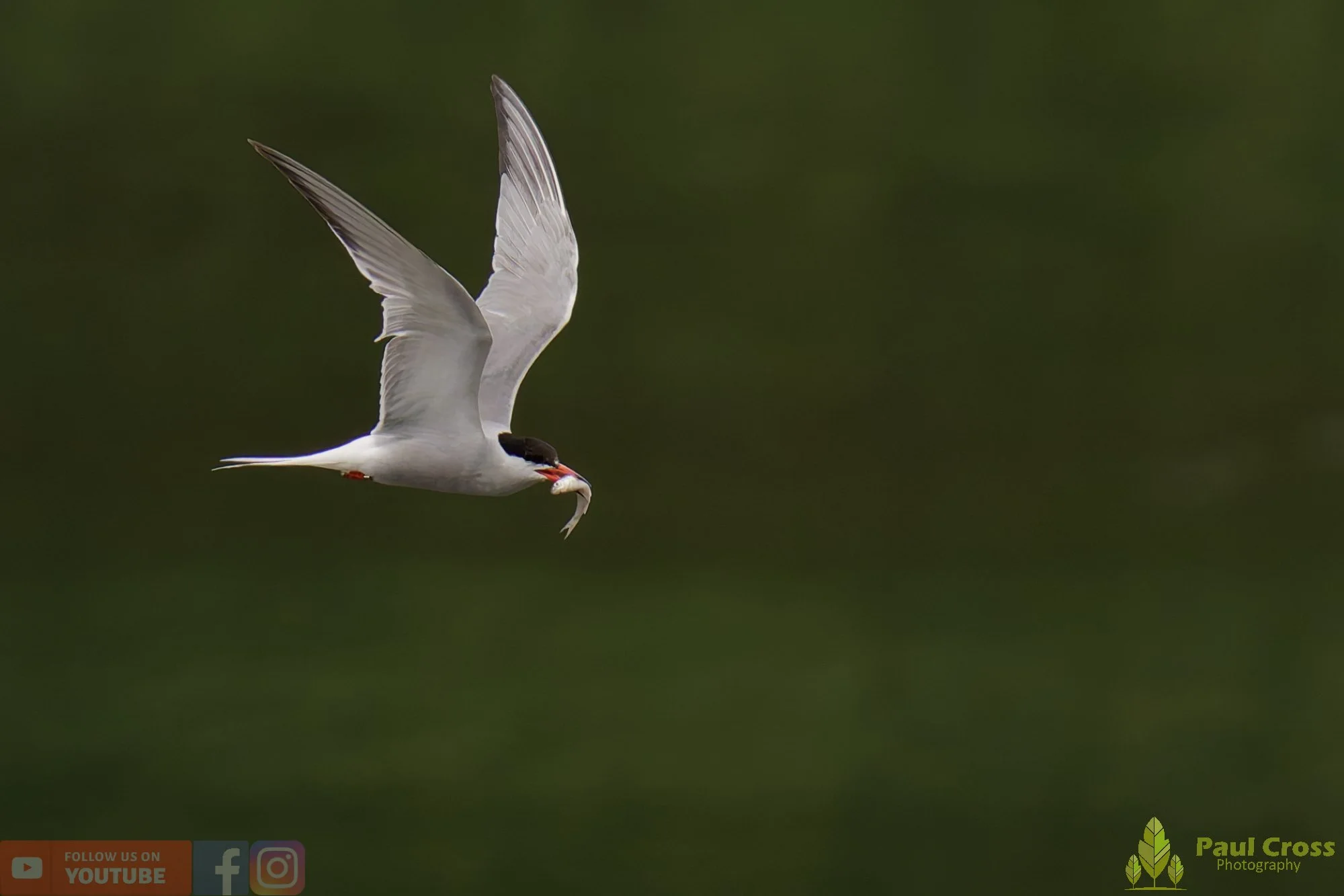 Common Tern-0194401945.jpg