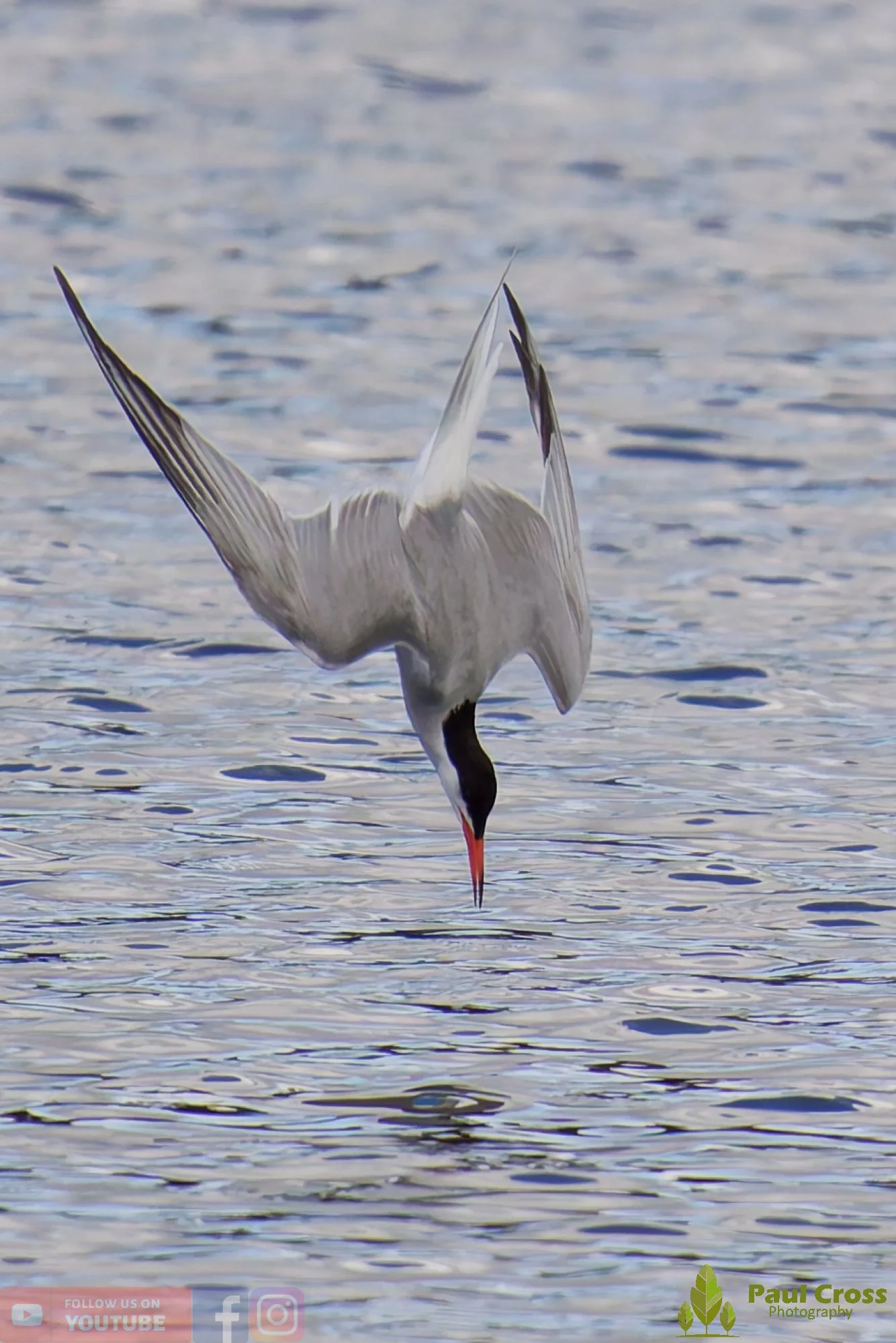 Common Tern-0194401948.jpg