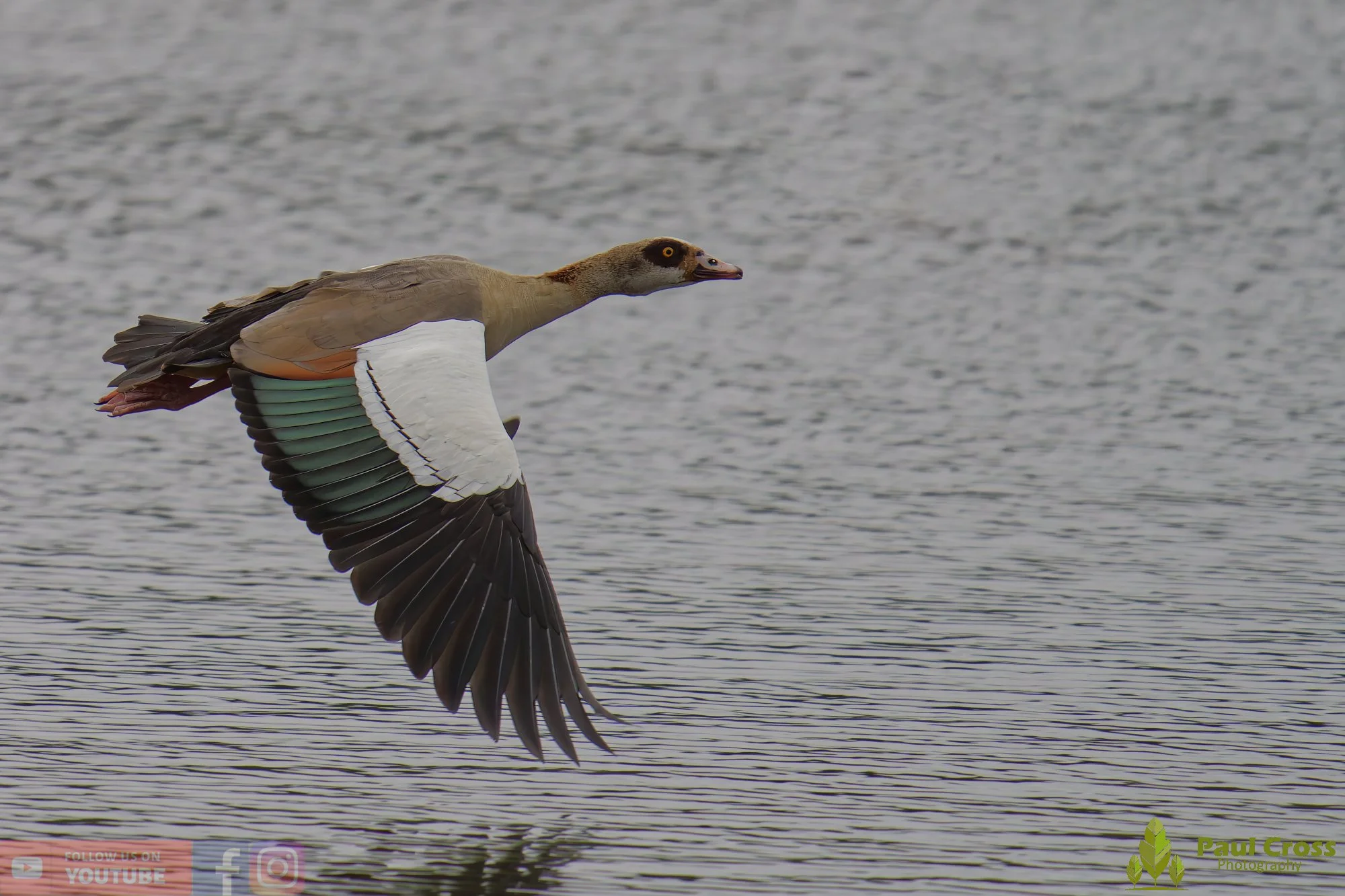 Egyptian Goose-00108.jpg