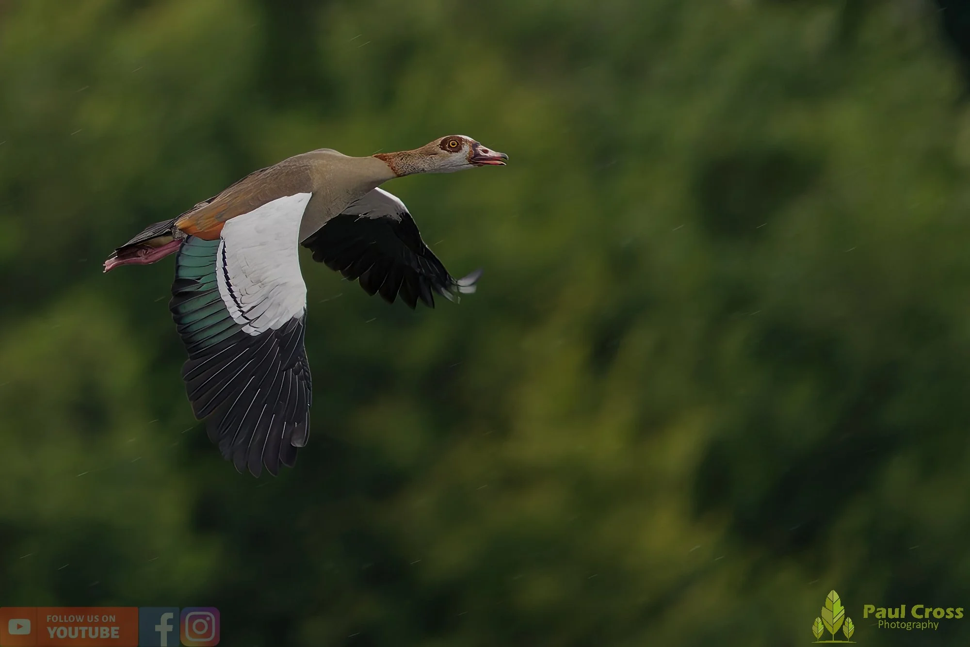 Egyptian Goose-00110.jpg