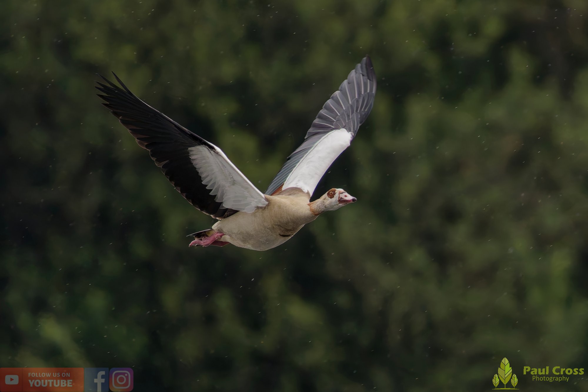 Egyptian Goose-00112.jpg