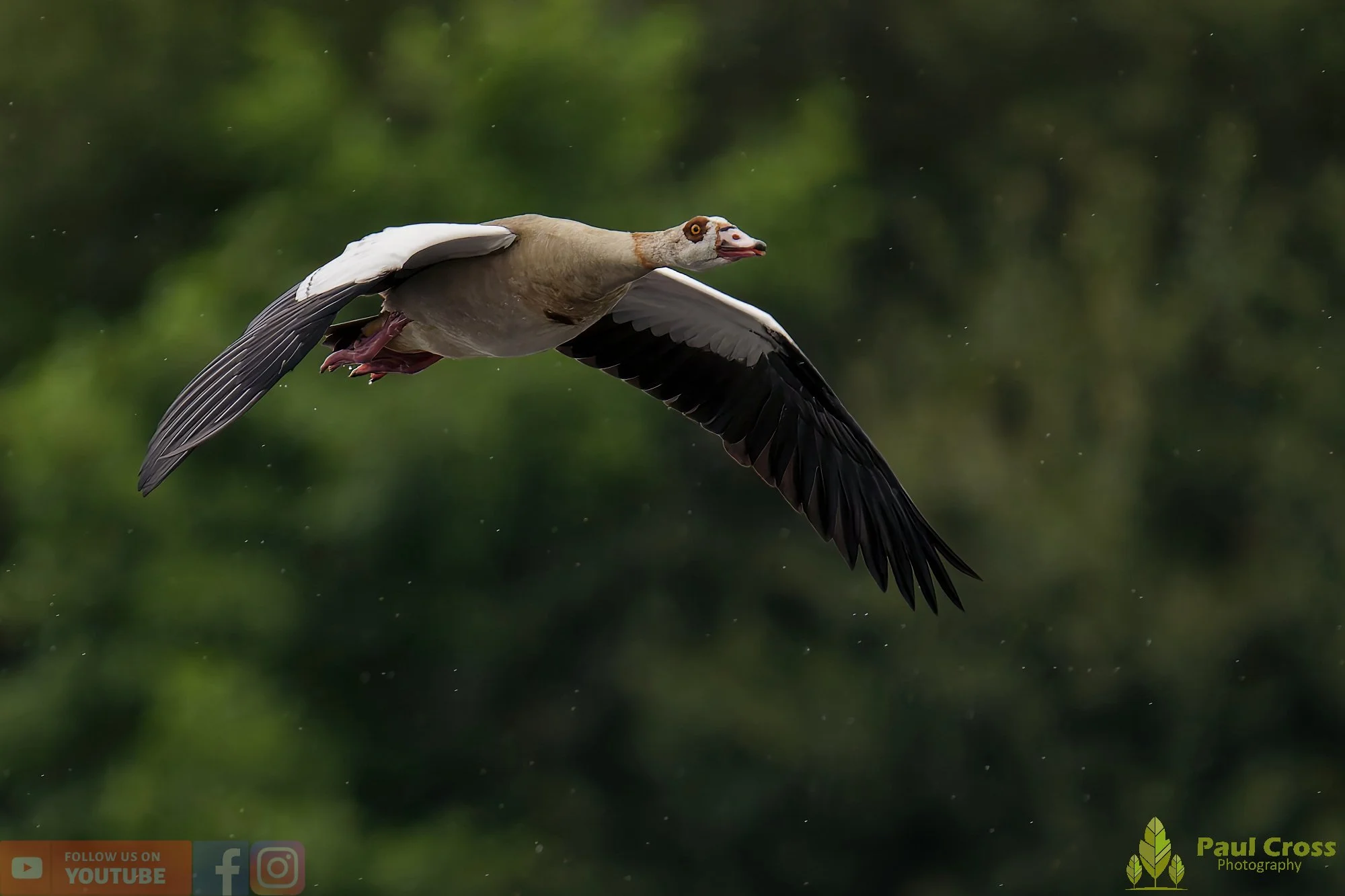 Egyptian Goose-00115.jpg
