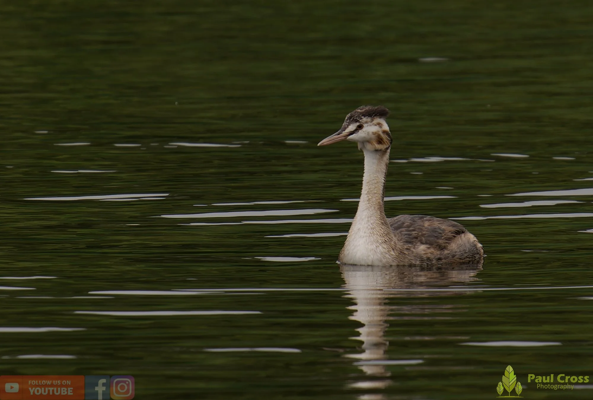 Great Crested Grebe-00884.jpg