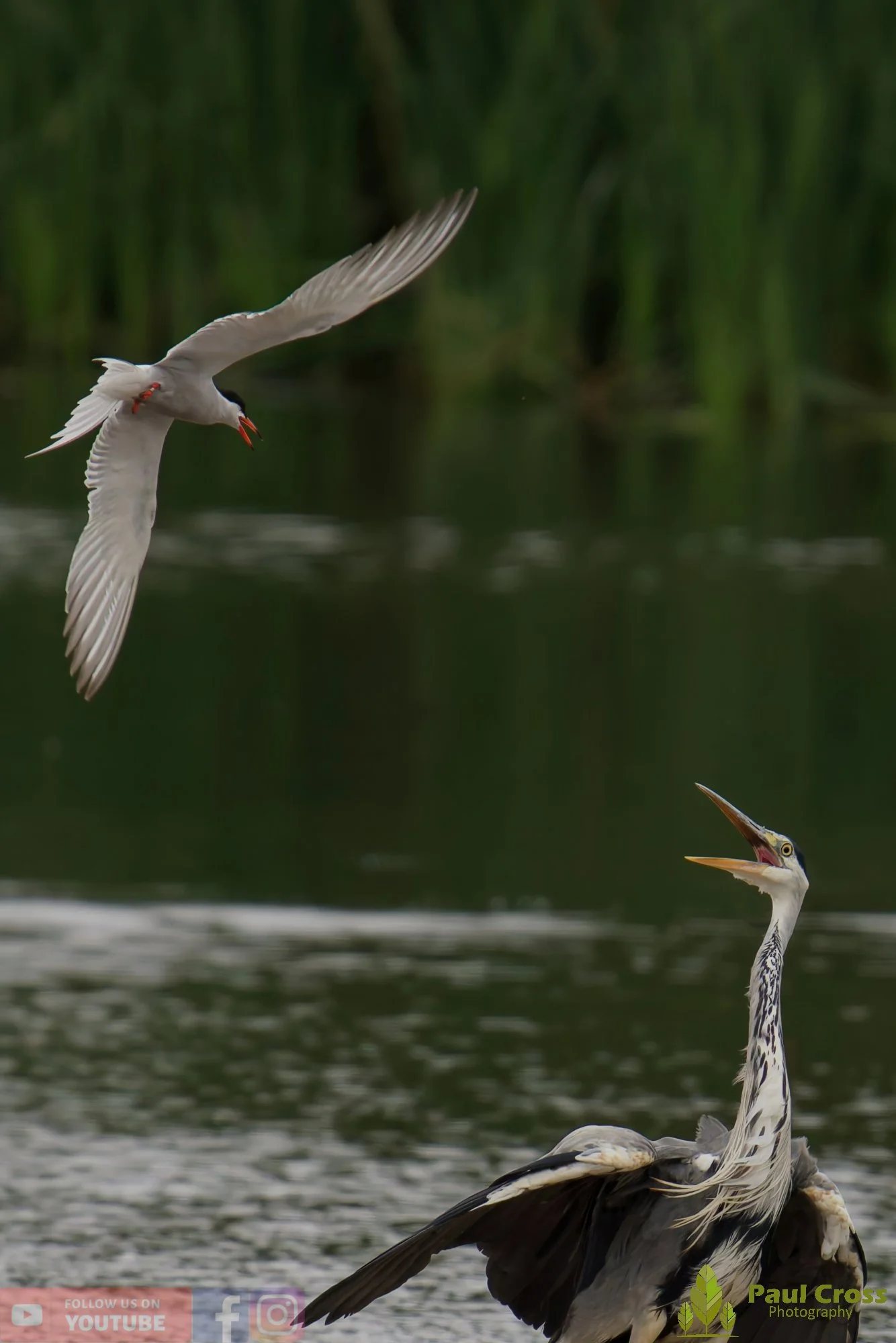 Grey Heron-00614.jpg